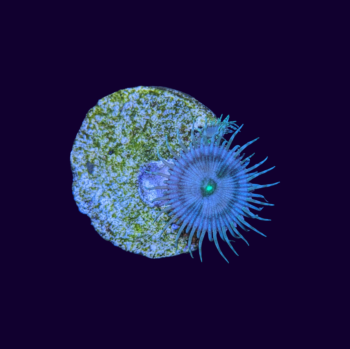 Paly Zoa Frag (UK Grown)