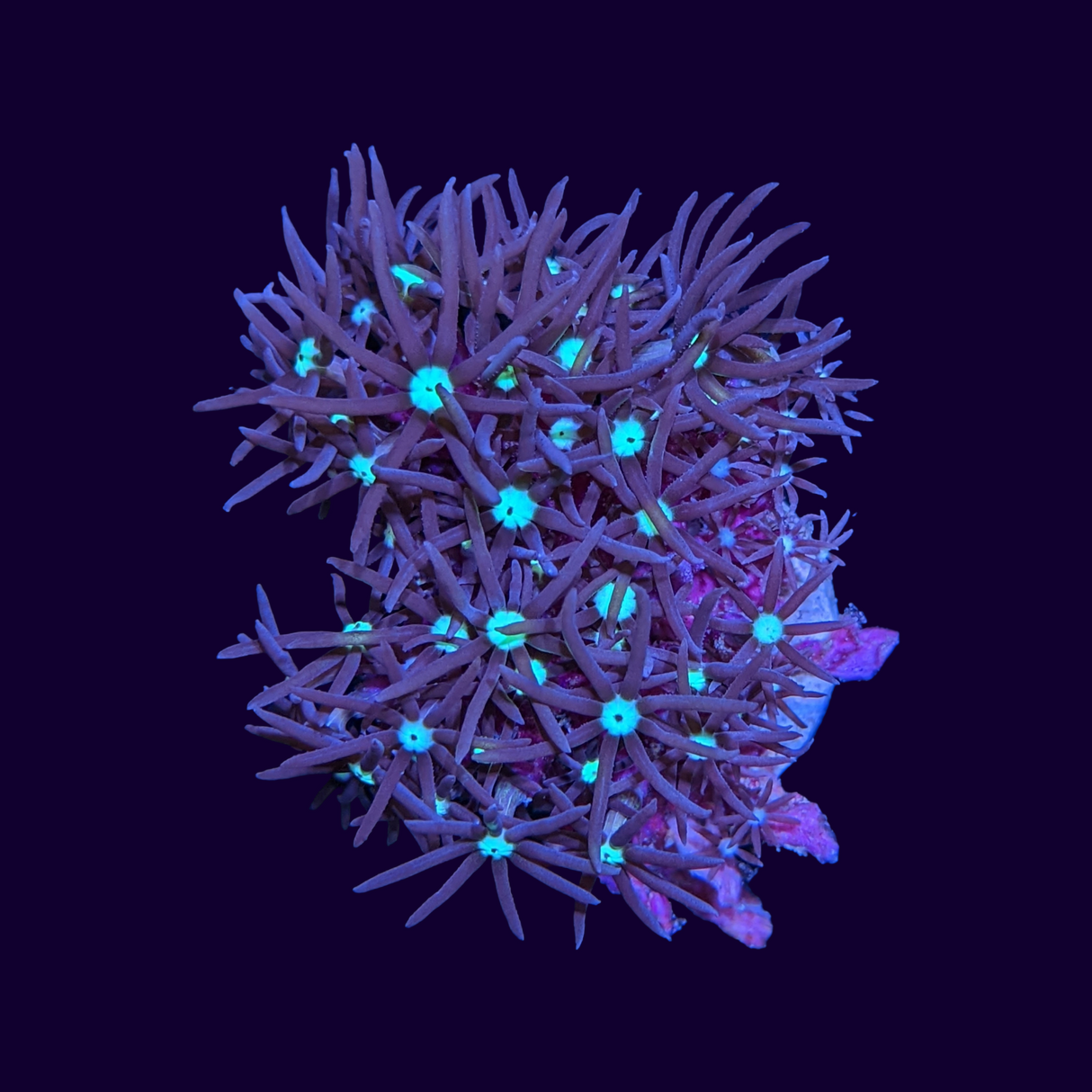 Purple Star Polyp Frag