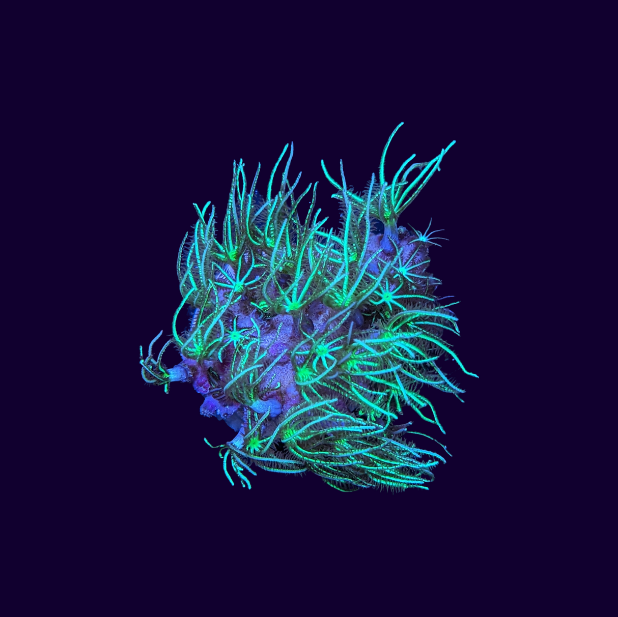 Green Star Polyp Frag