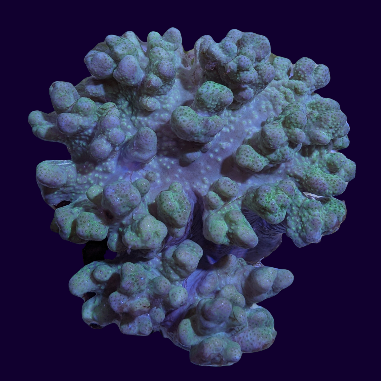 Aquacultured Aqua Cladiella Leather Colony