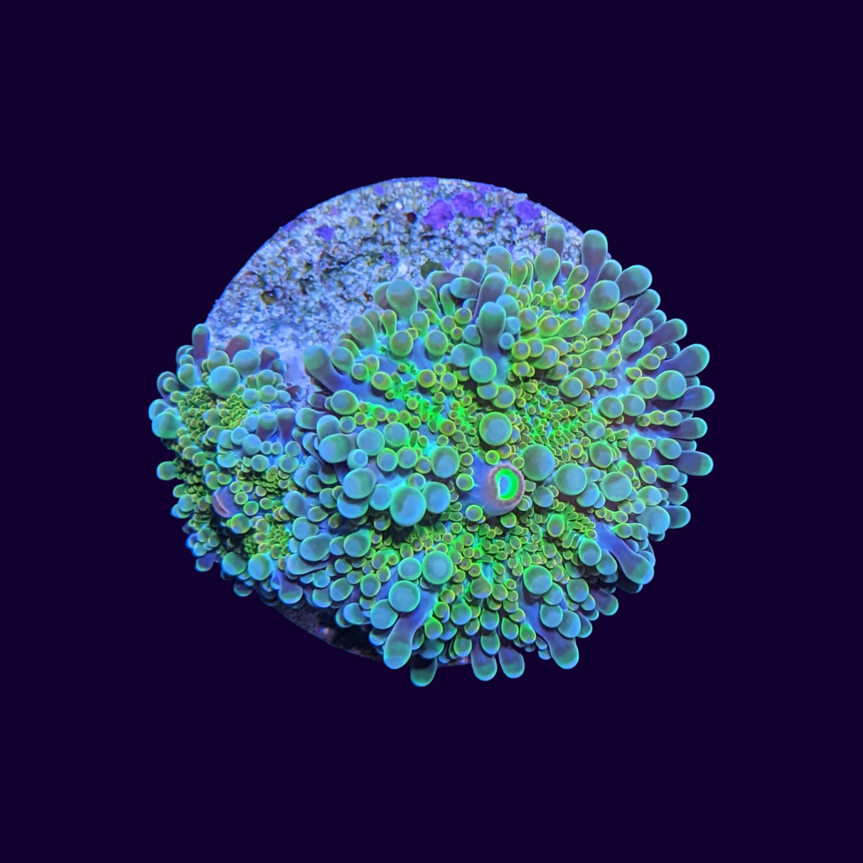 Yuma Ricordea Mushroom