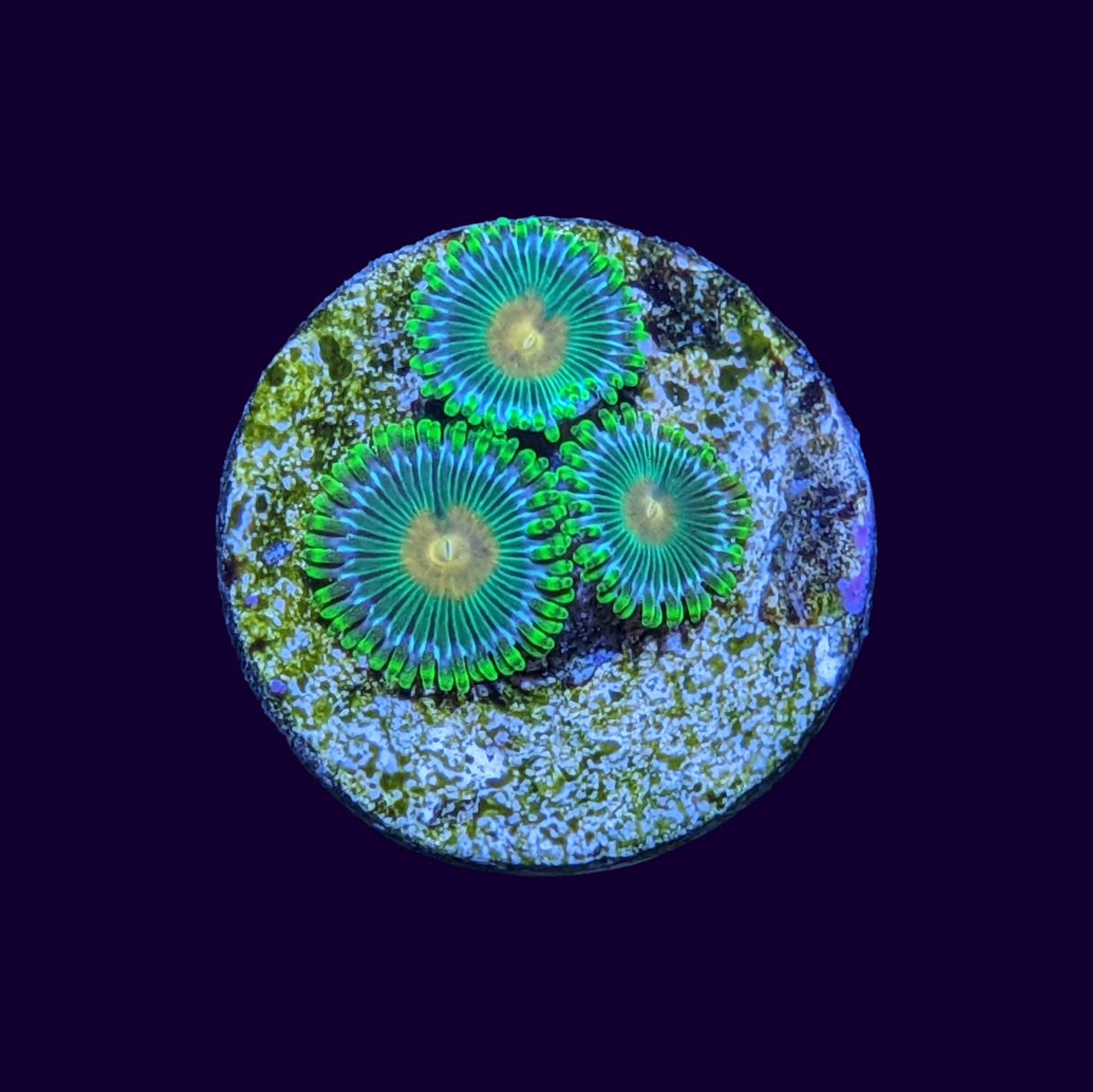 John Deere Zoa Frag