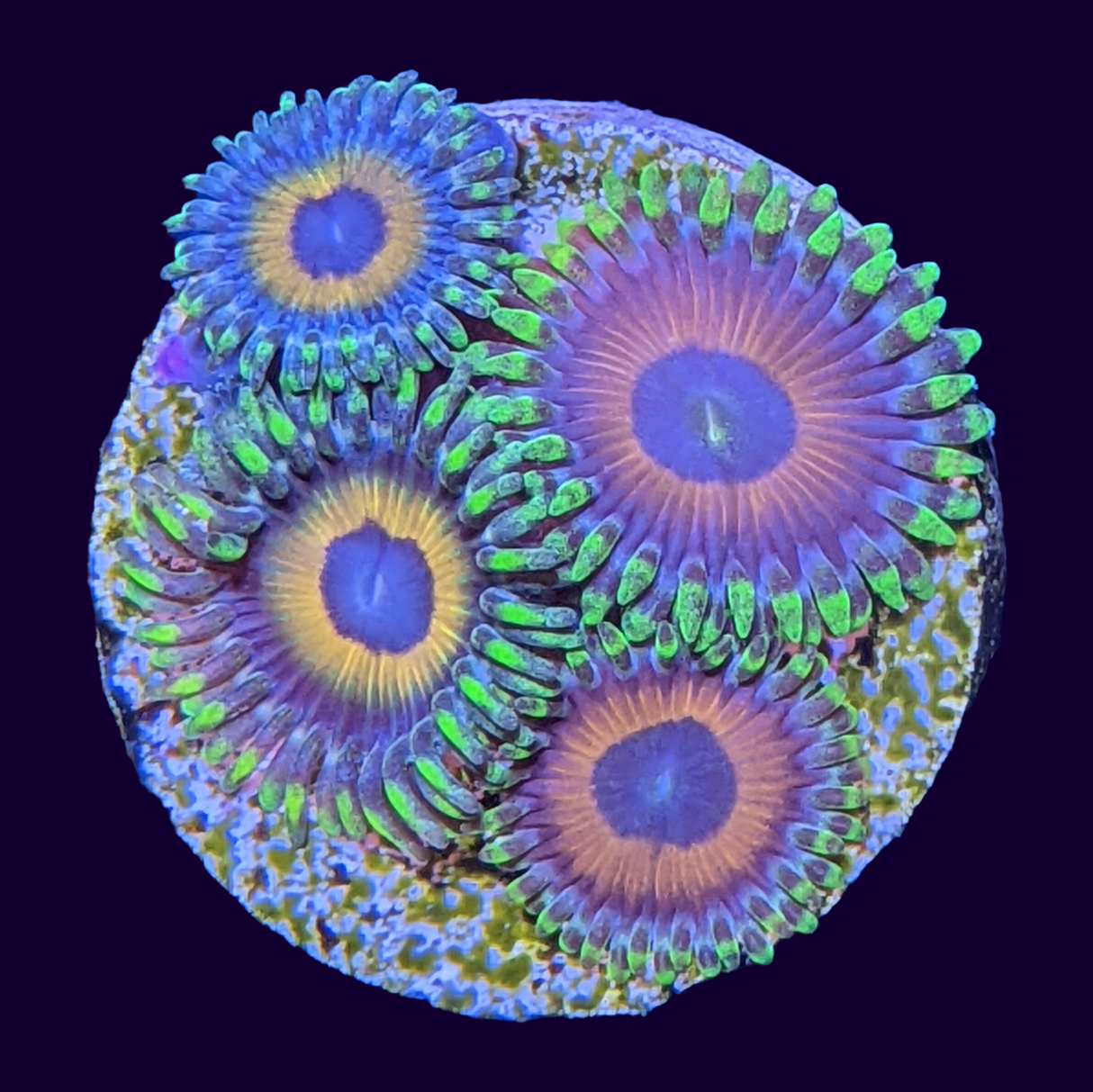 Eagle Eyes Zoas Frag