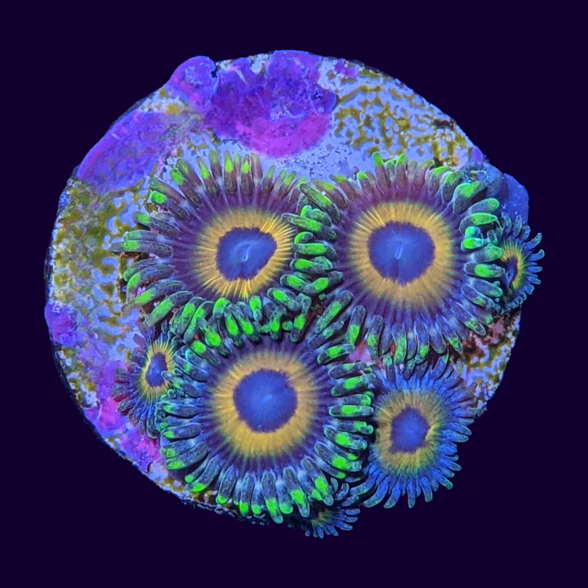 Eagle Eyes Zoas Frag