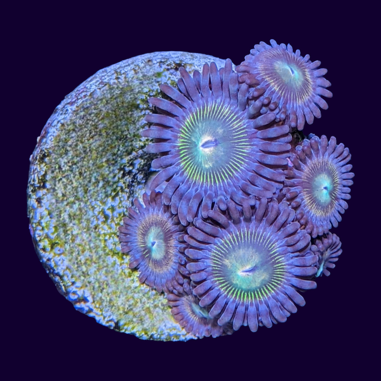 Zoa Frag