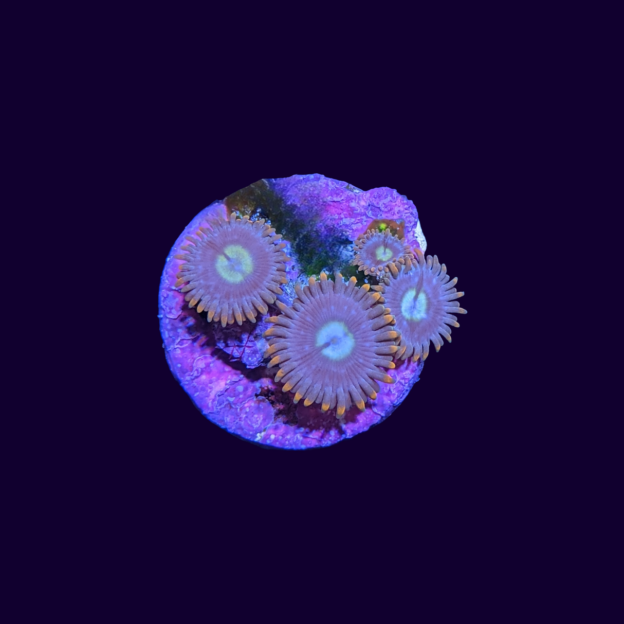 Fire and Ice Zoa Frag