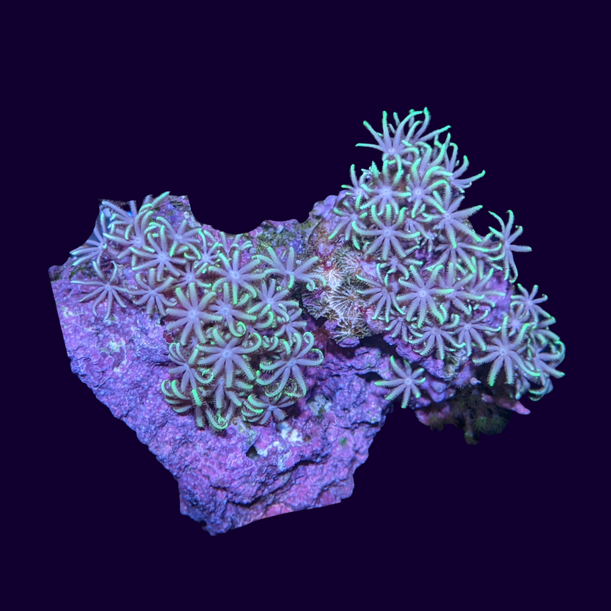 Star Polyps