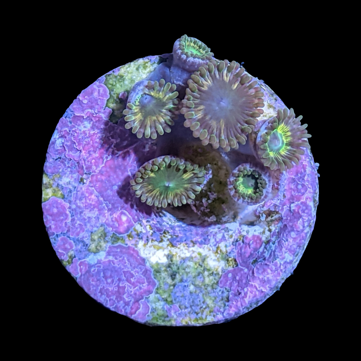 Zoa Frag