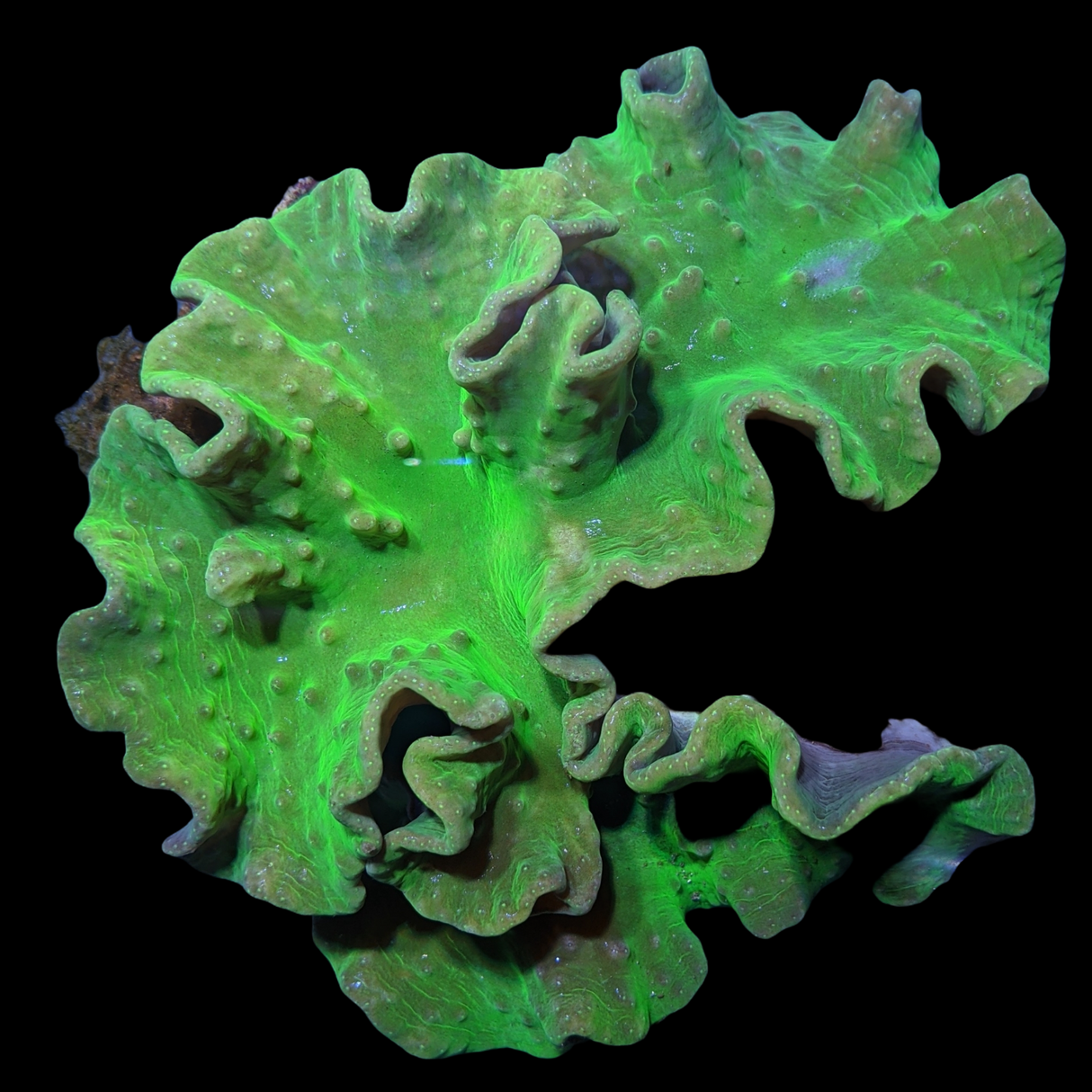 Large Green Sinularia Dura Cabbage Coral Colony