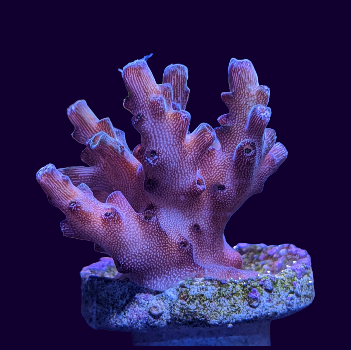 Table Acropora Frag (UK Grown)