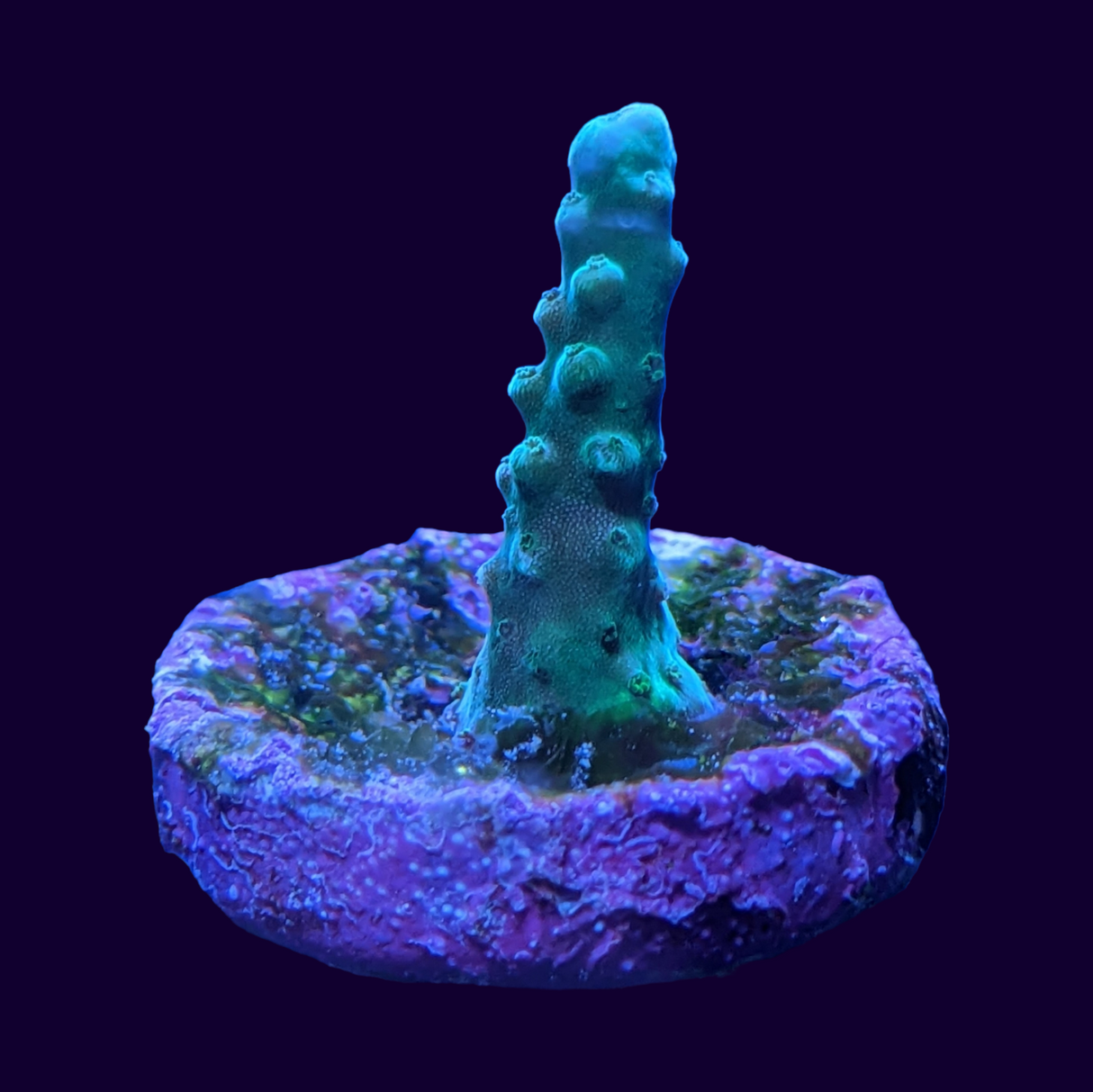 Acropora Frag (UK Grown)