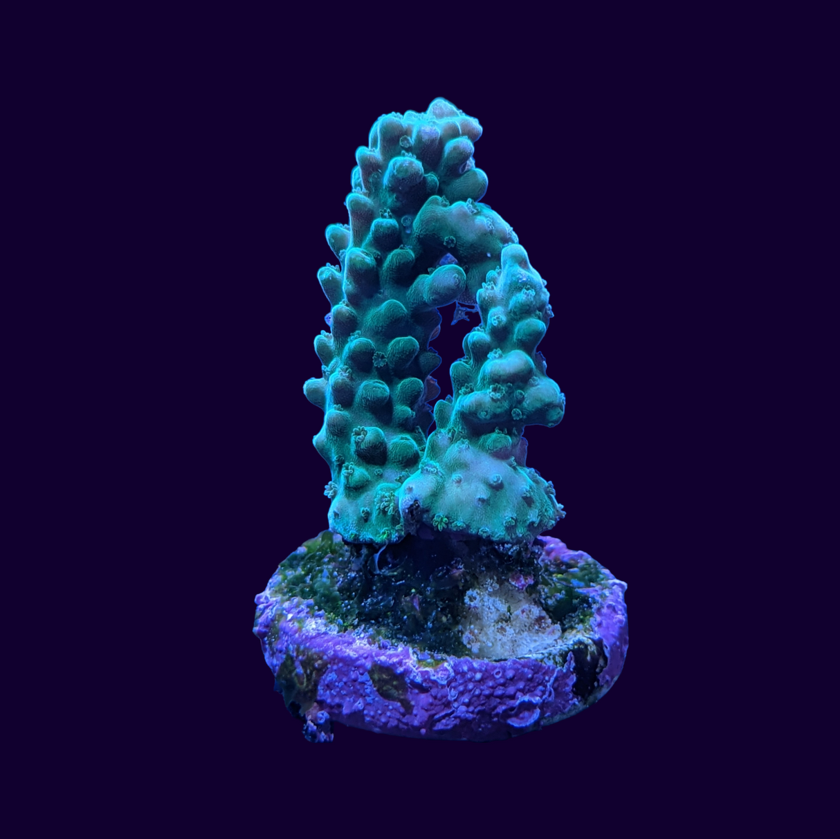 Acropora Frag (UK Grown)