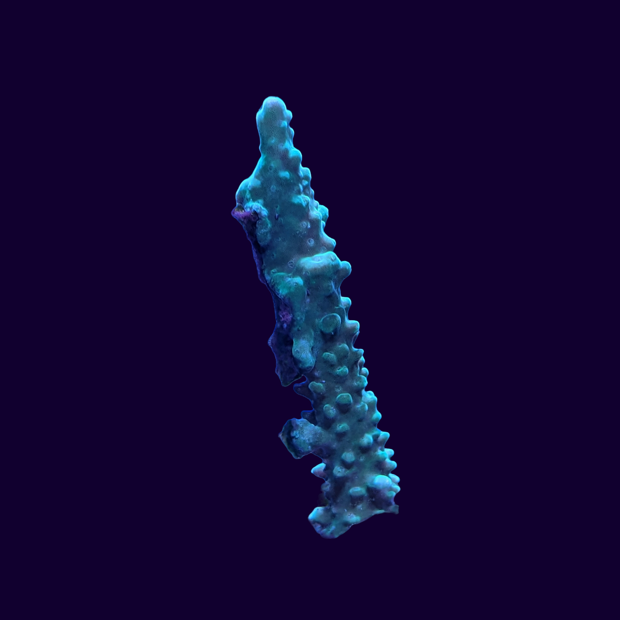 Acropora Frag (UK Grown)