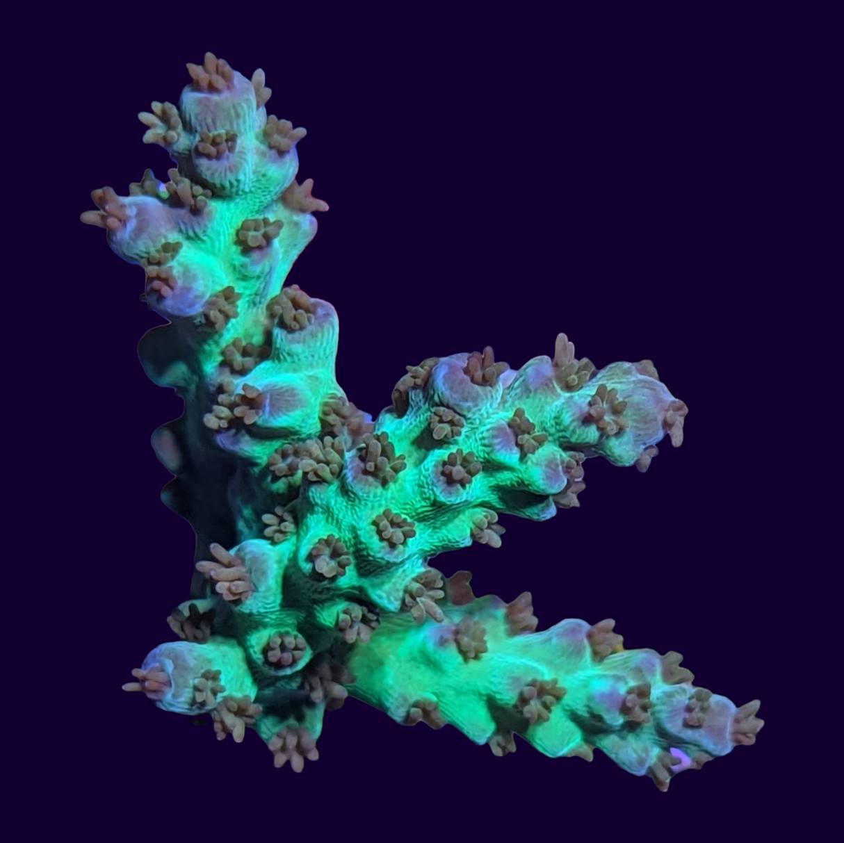 Acropora Frag (UK Grown)