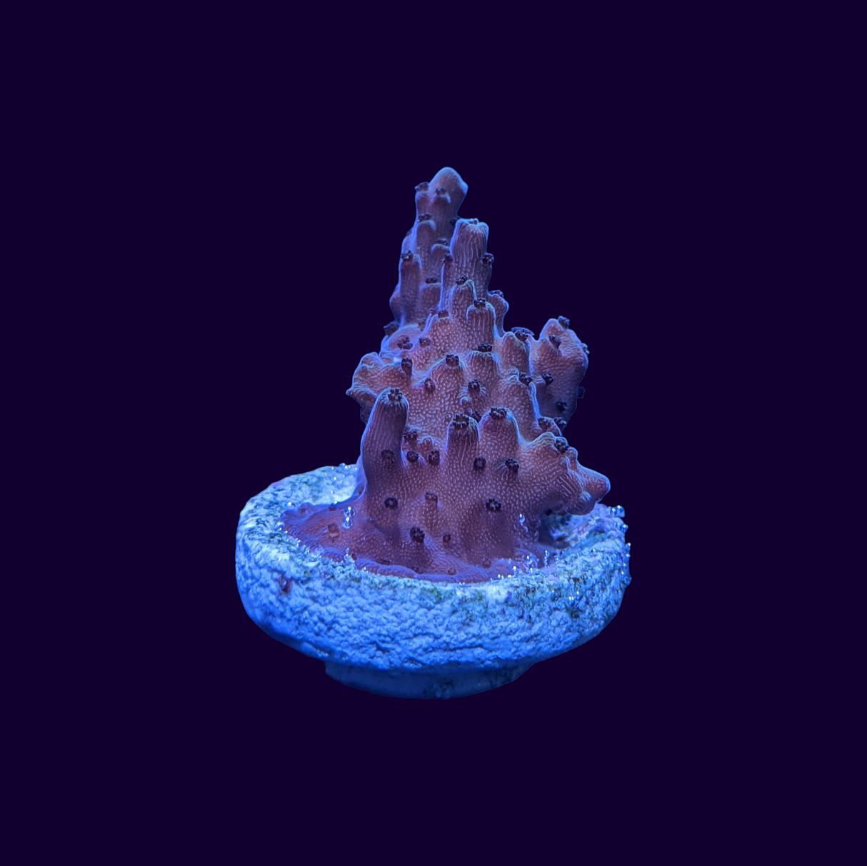 Acropora Frag (UK Grown)