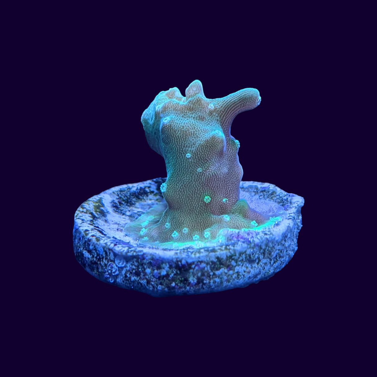 Acropora Frag (UK Grown)