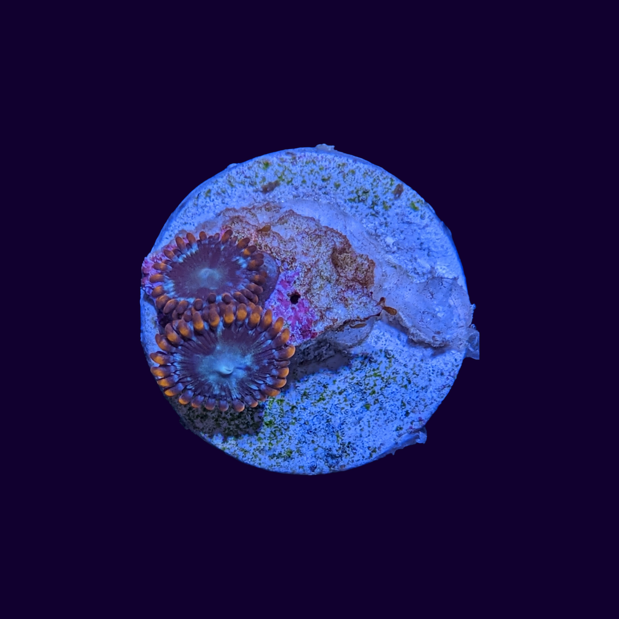 Alpha and Omega Zoa Frag