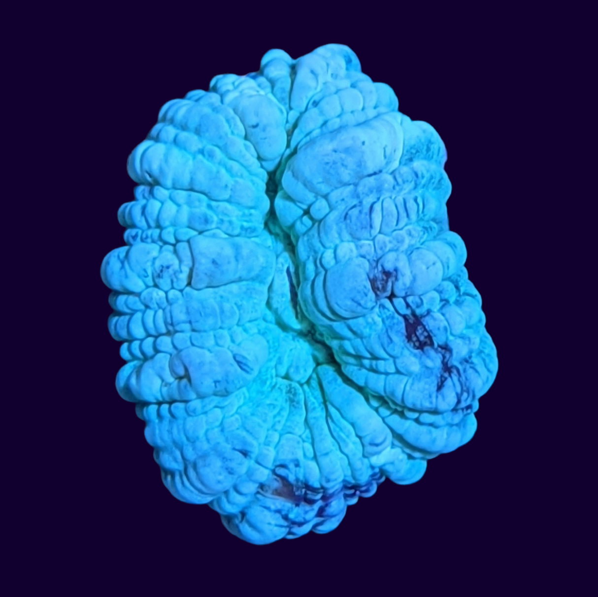 Aqua Green Candy Cane