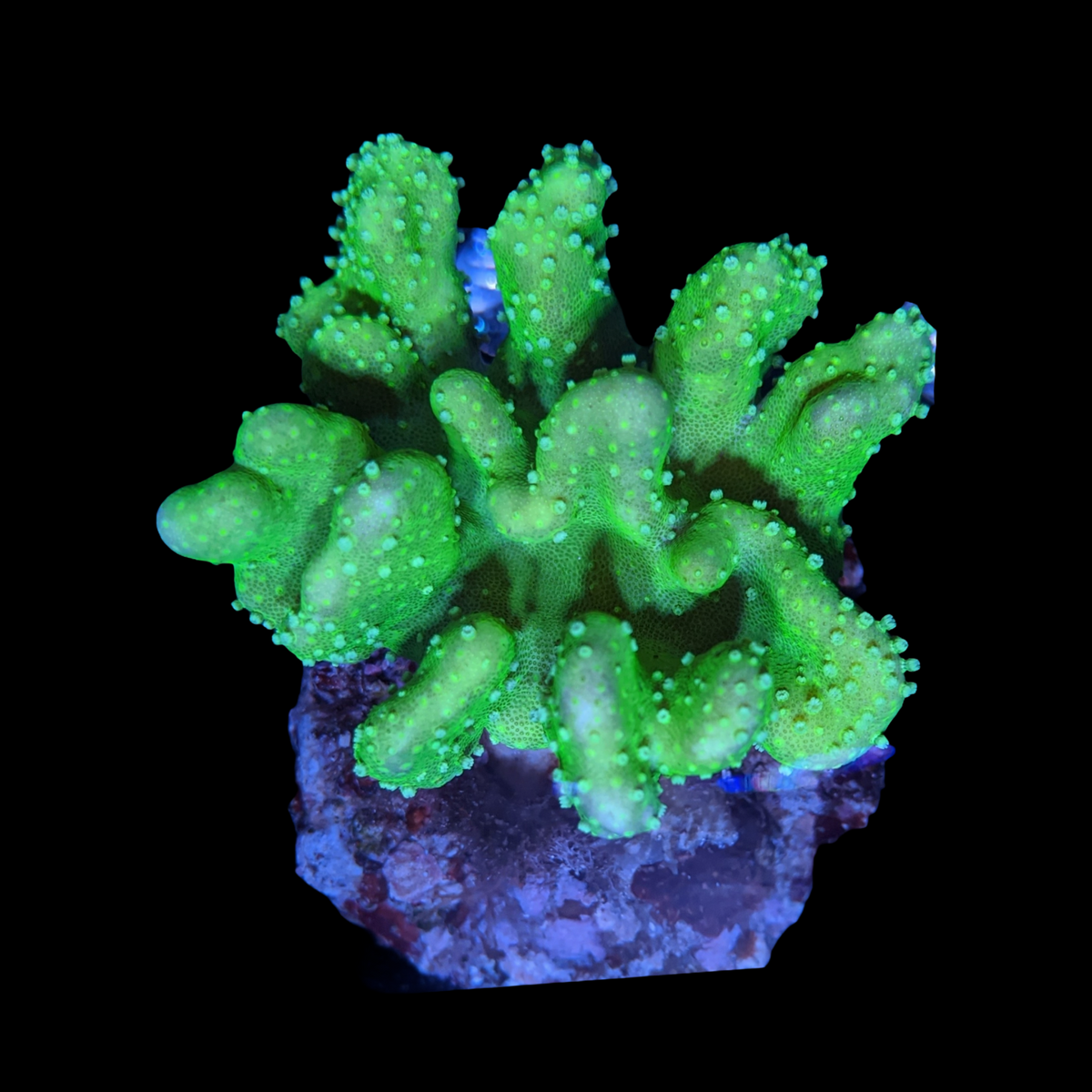 Aquacultured Green Lobophyton Leather Colony