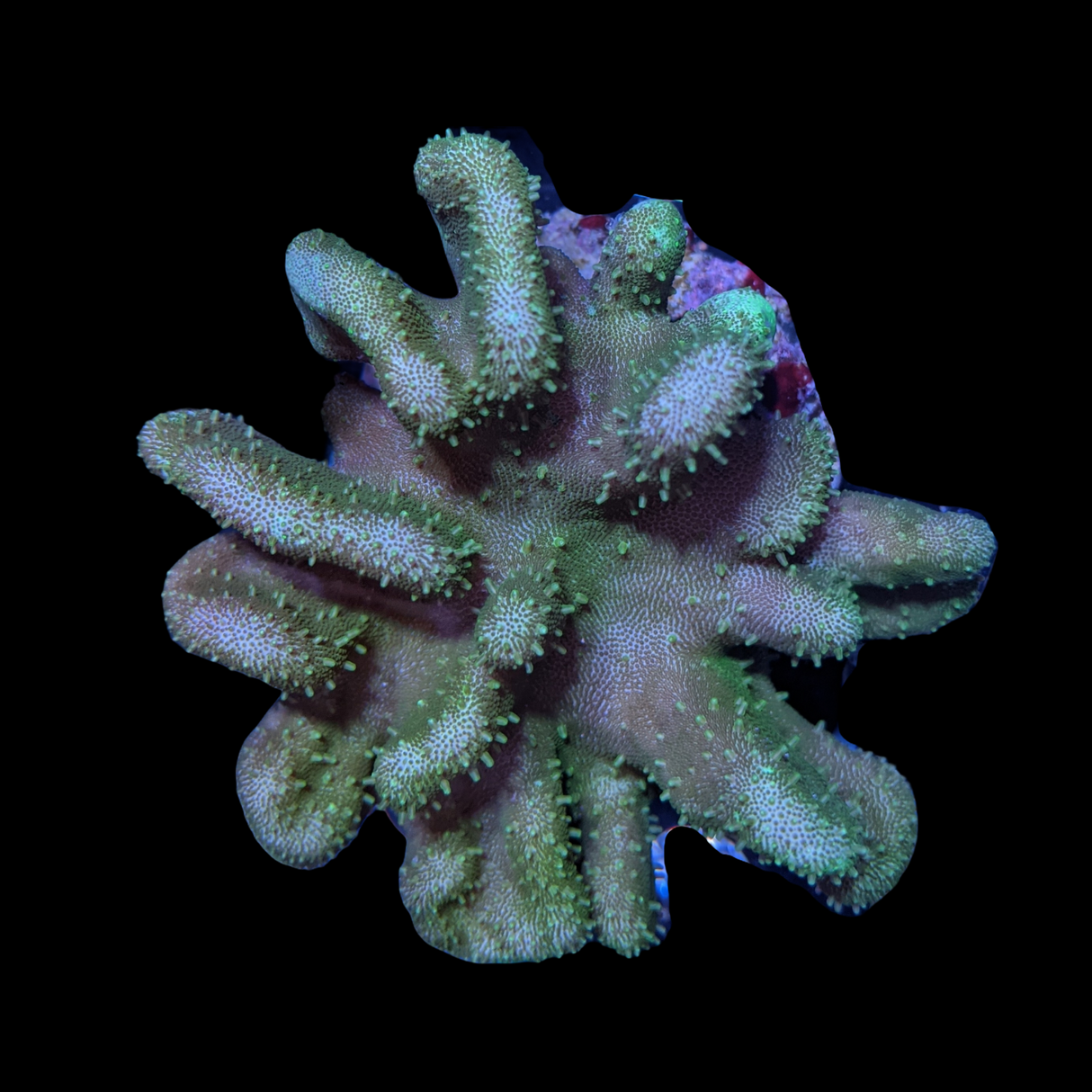 Aquacultured Green Lobophyton Leather Colony