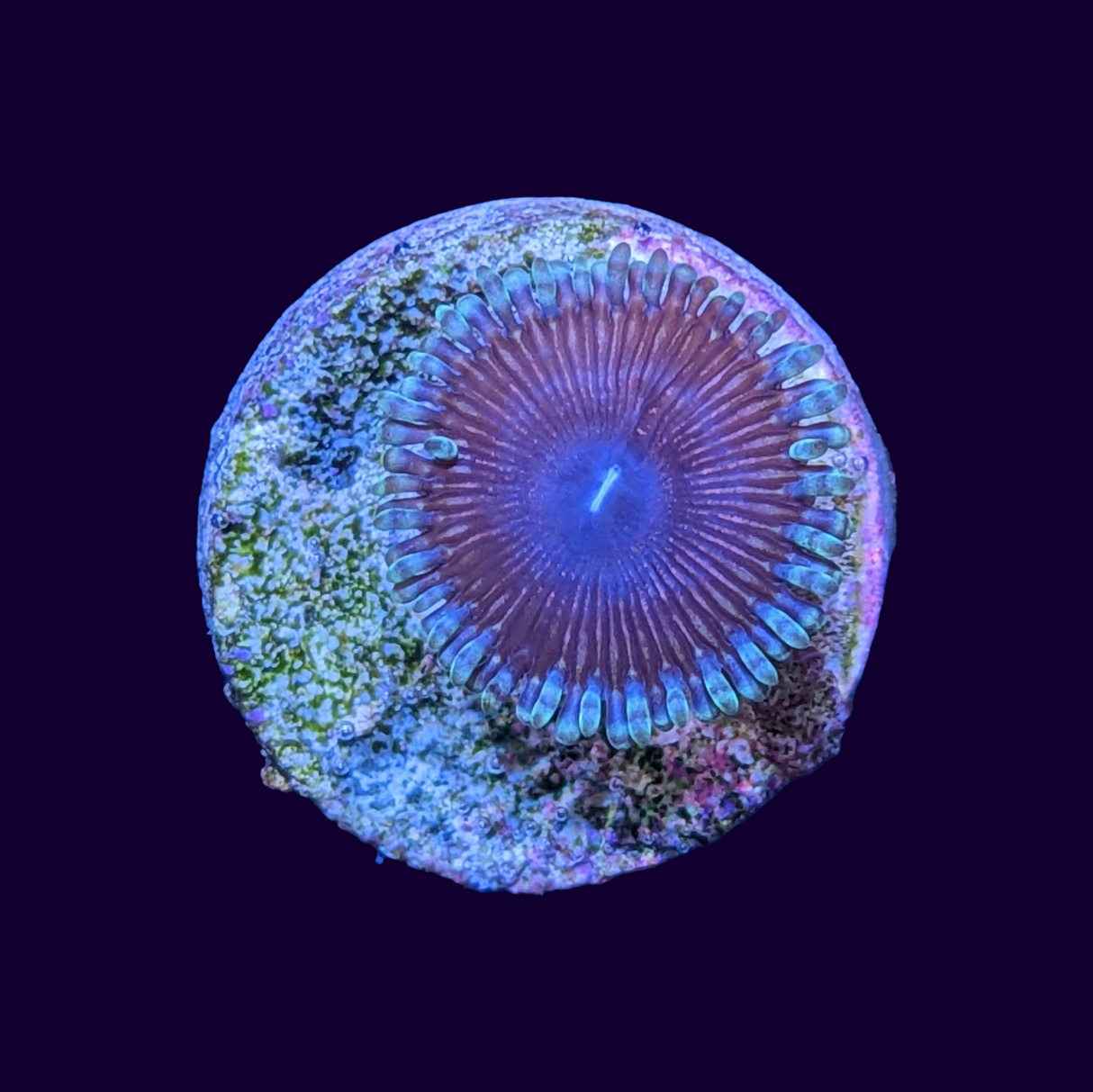 Armour of God Zoa Frag
