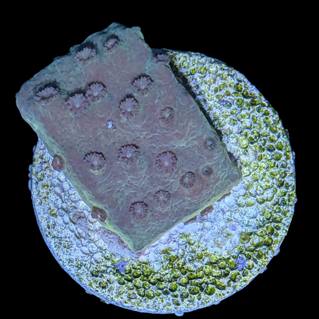 Green Cup Turbinaria