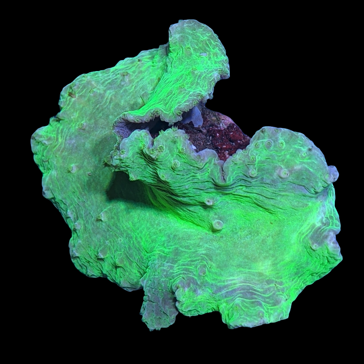 Green Sinularia Dura Cabbage Coral Colony