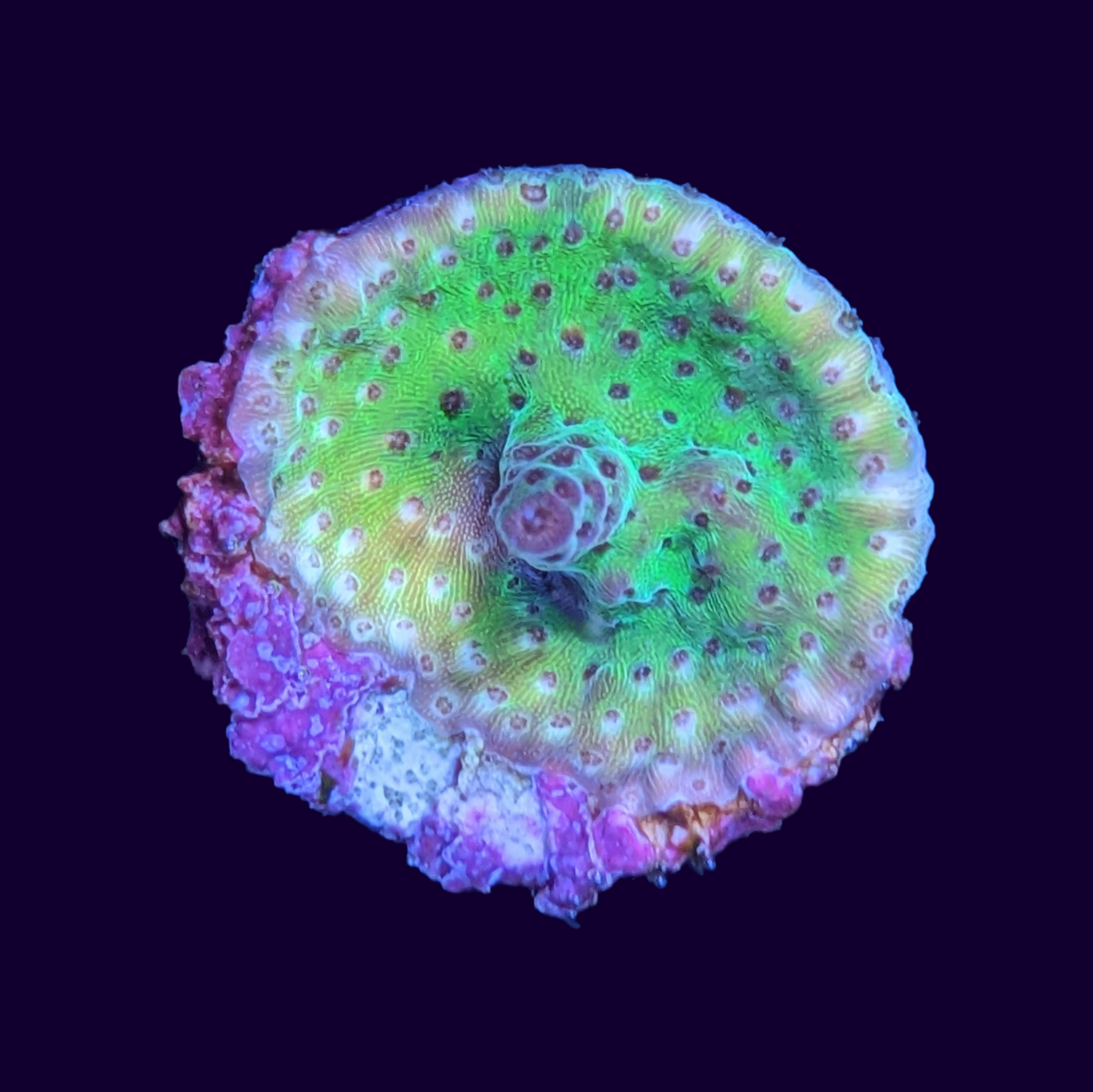 Acropora Frag (UK Grown)