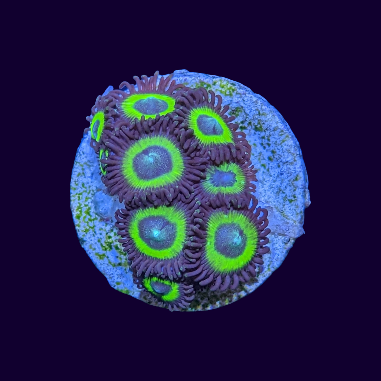 Belladonna Zoa Frag