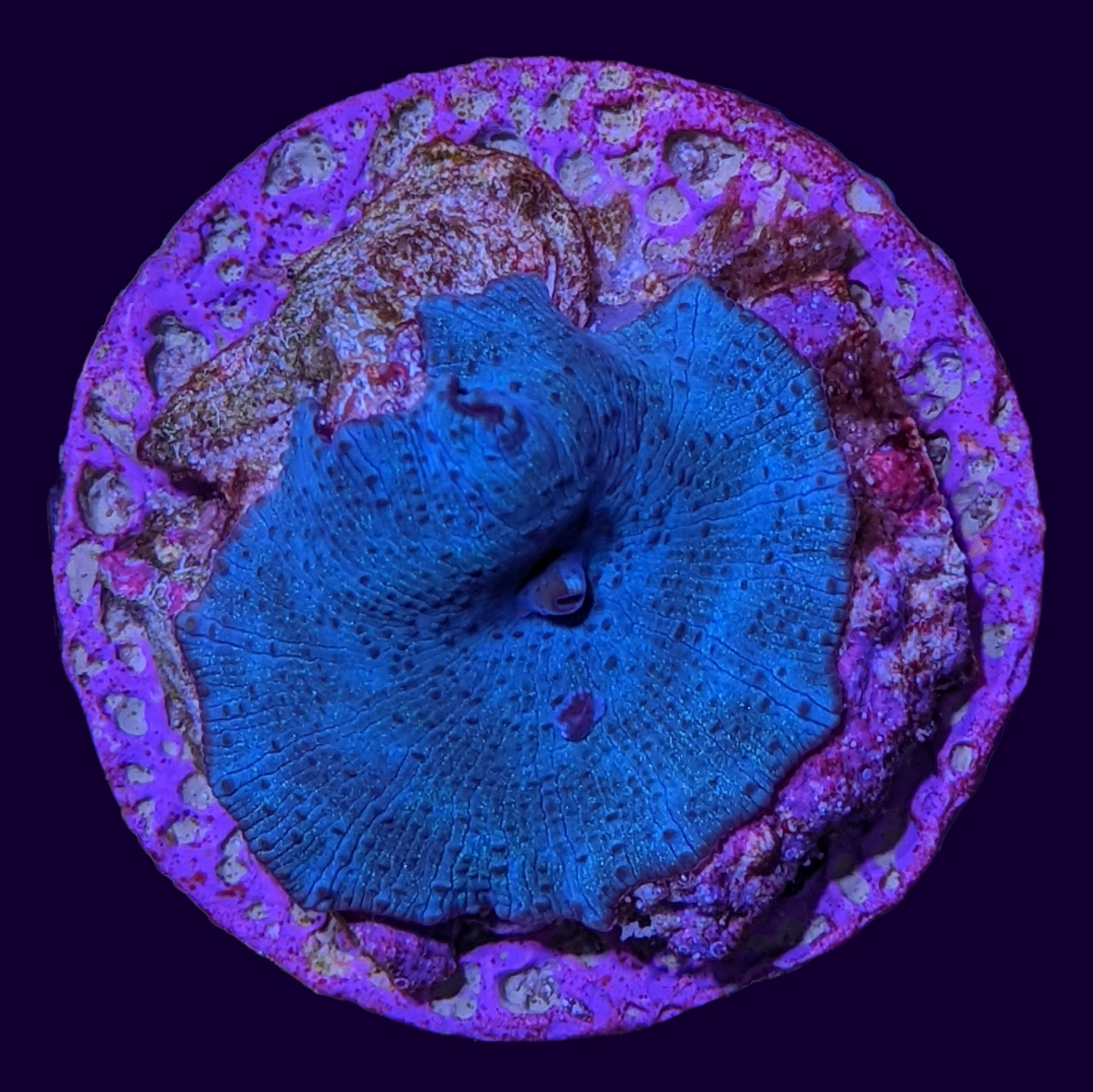 Blue Discosoma Mushroom