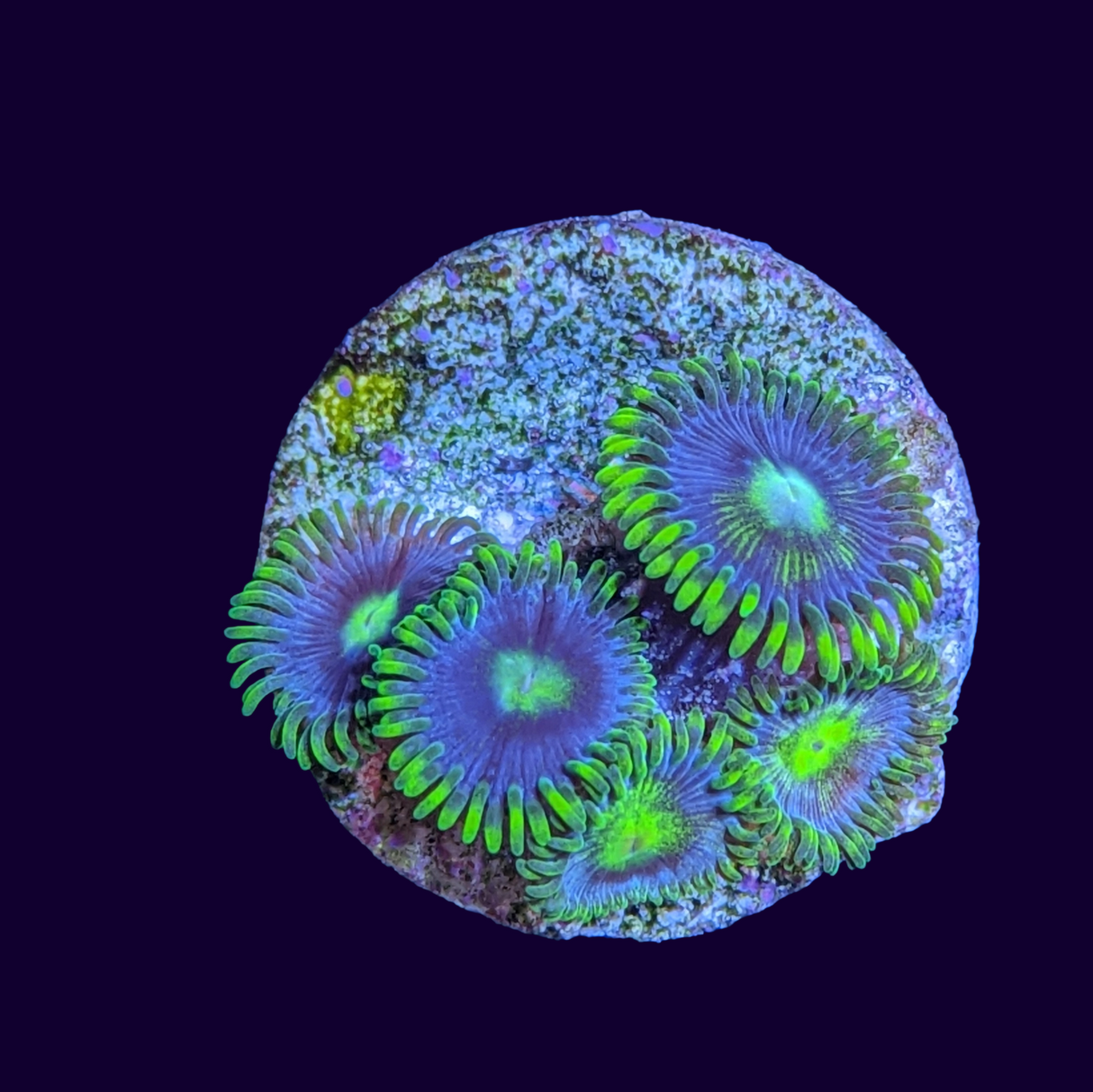 Blueberry Pie Zoa Frag