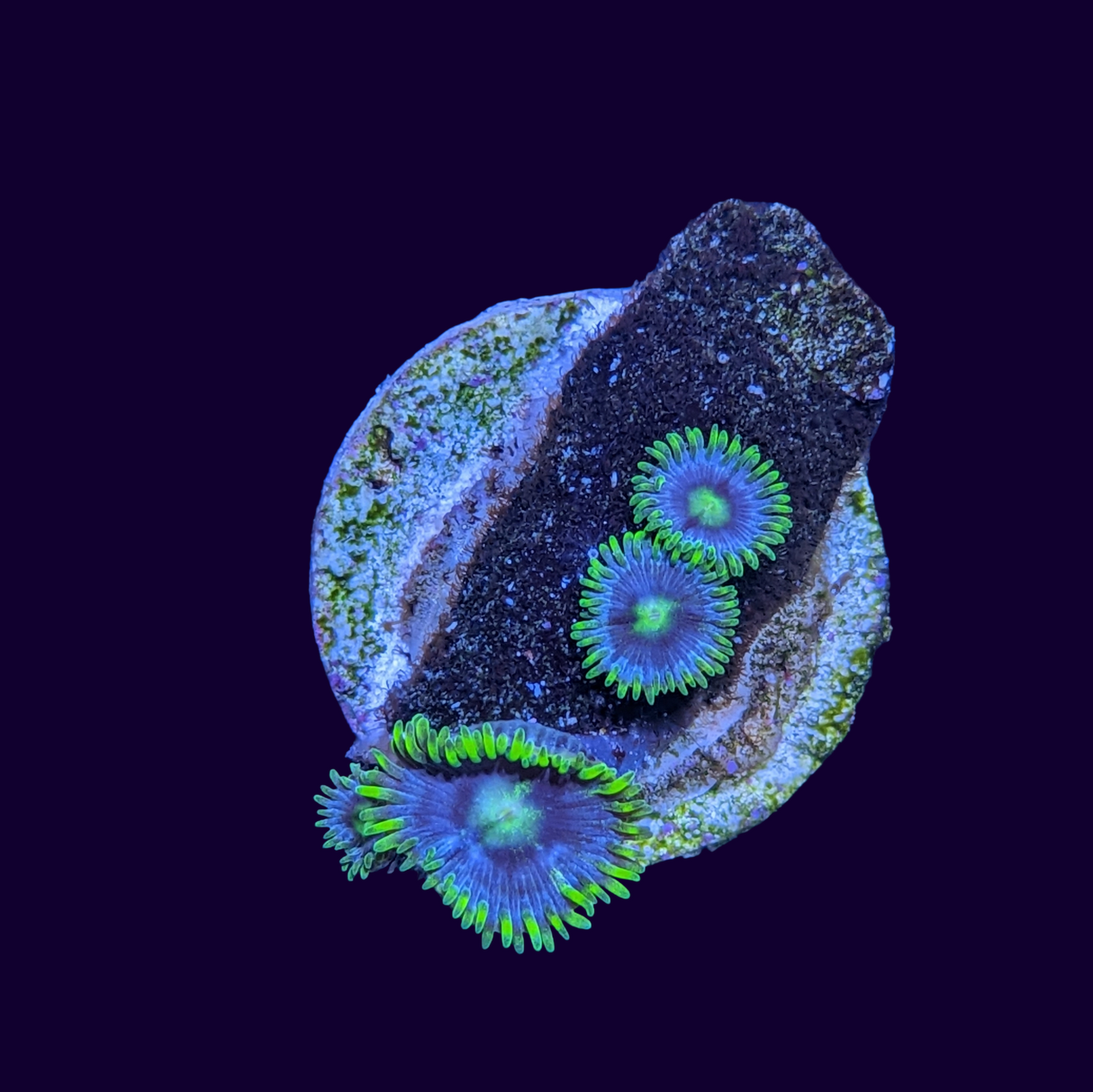 Blueberry Pie Zoa Frag