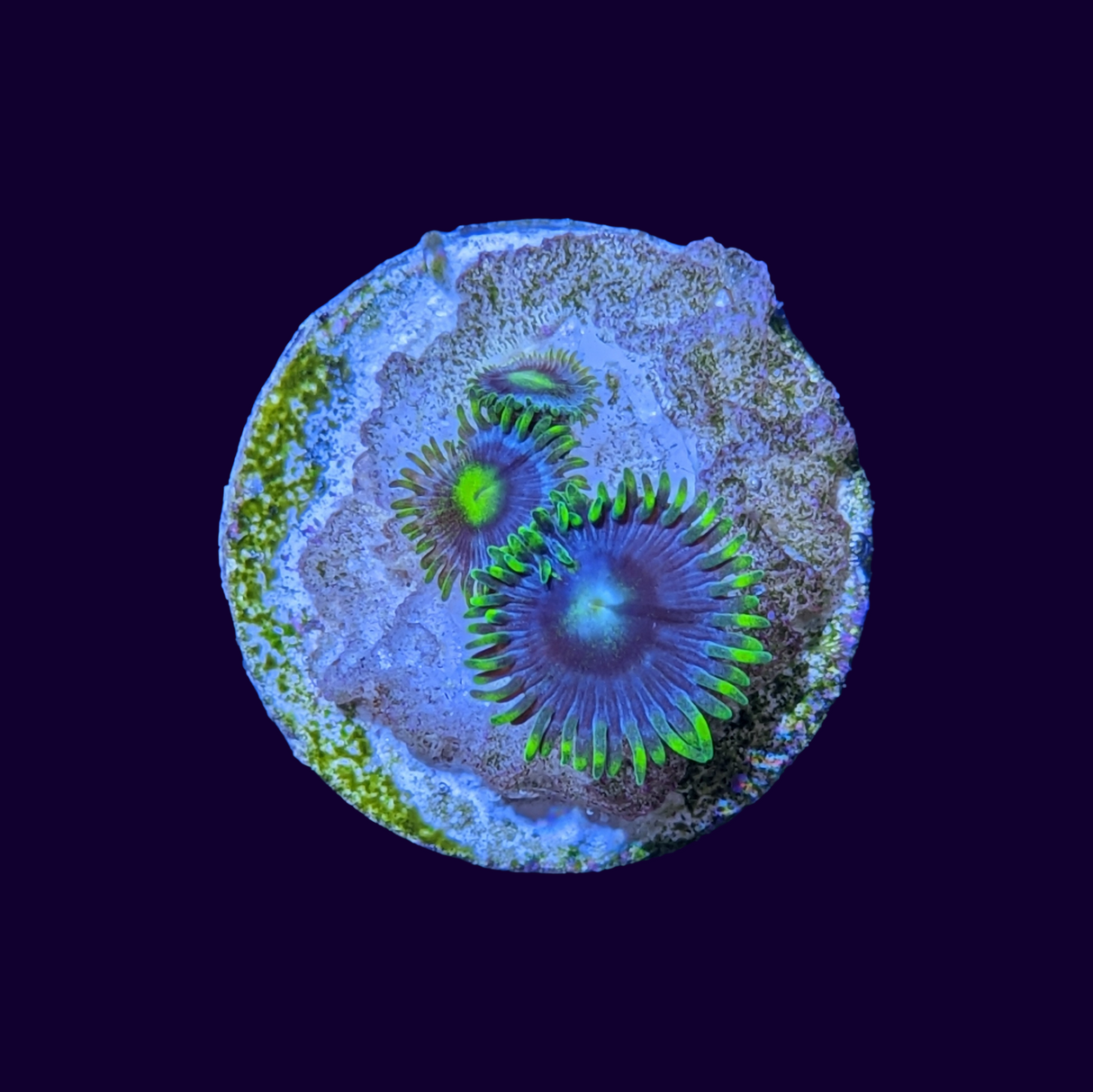 Blueberry Pie Zoa Frag