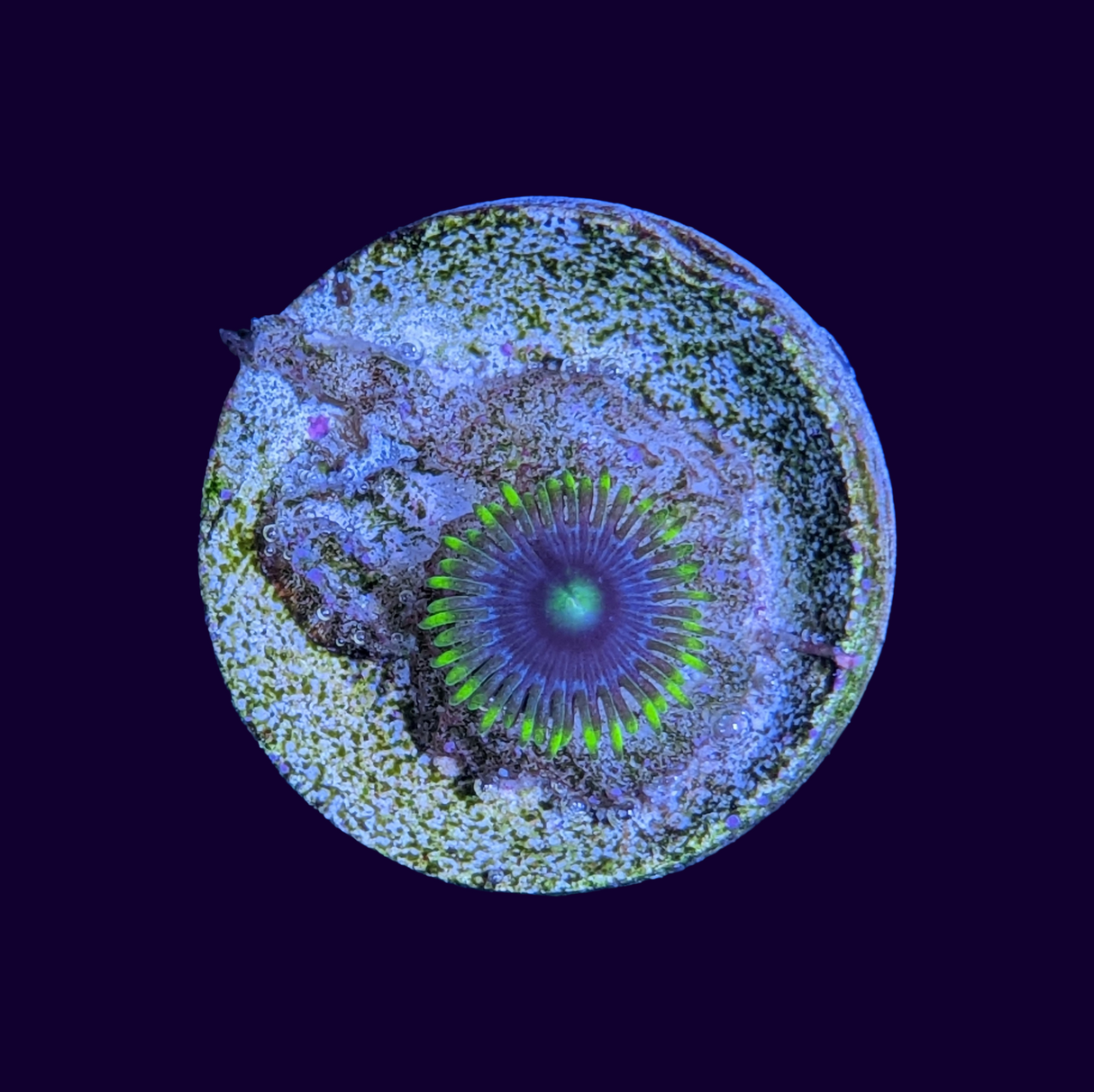 Blueberry Pie Zoa Frag
