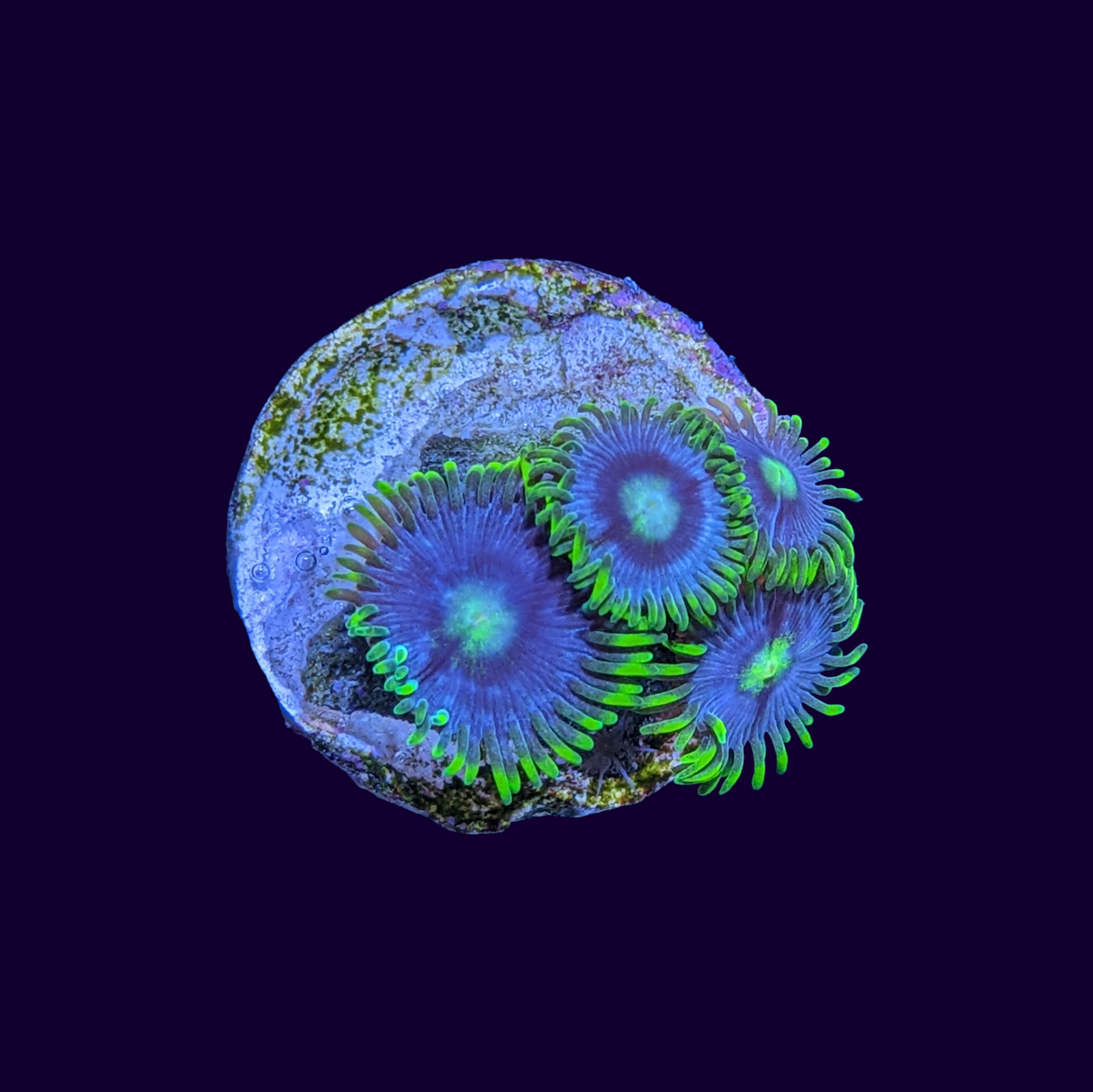 Blueberry Pie Zoa Frag