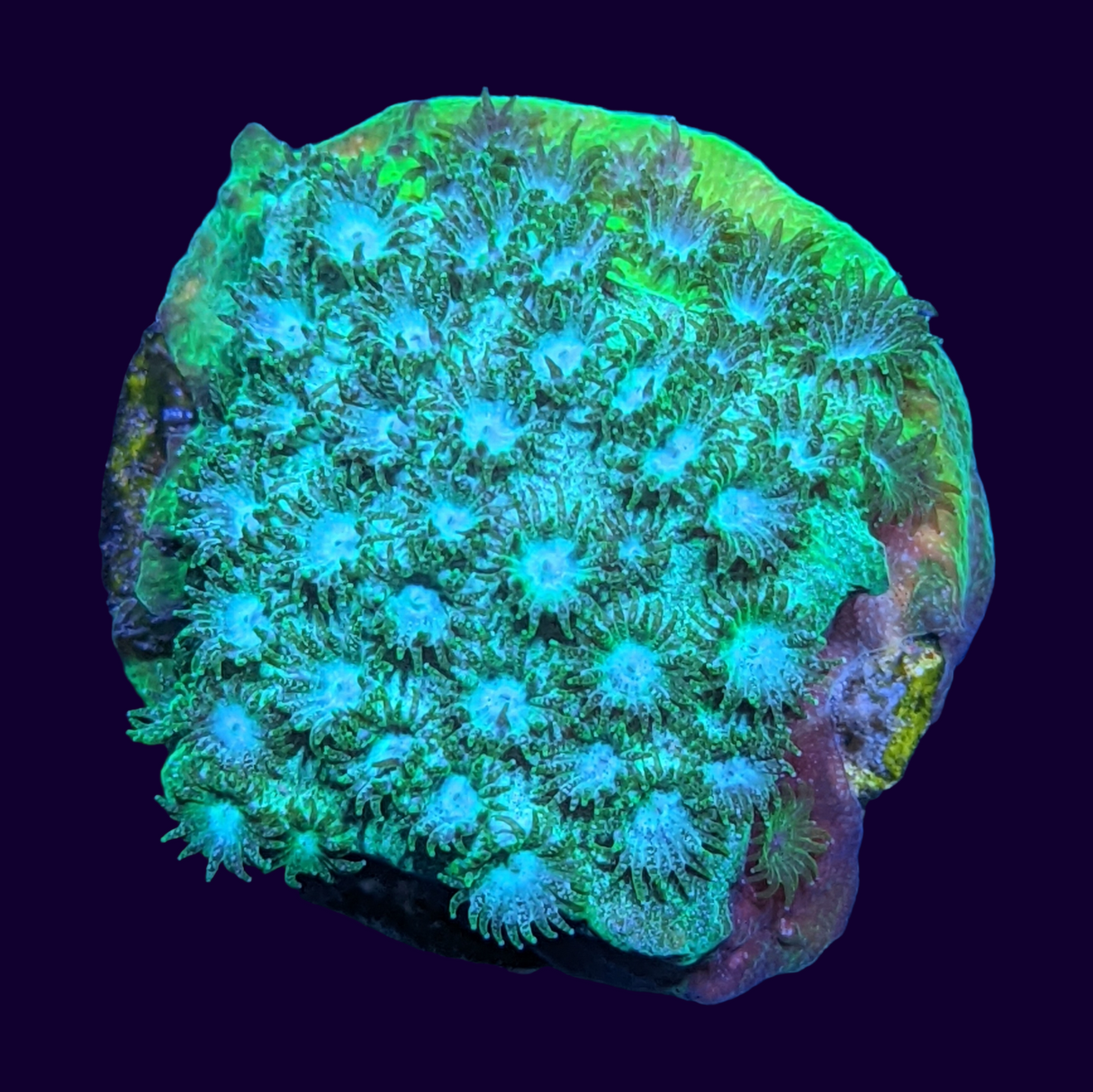 Bright Green Cyphastrea