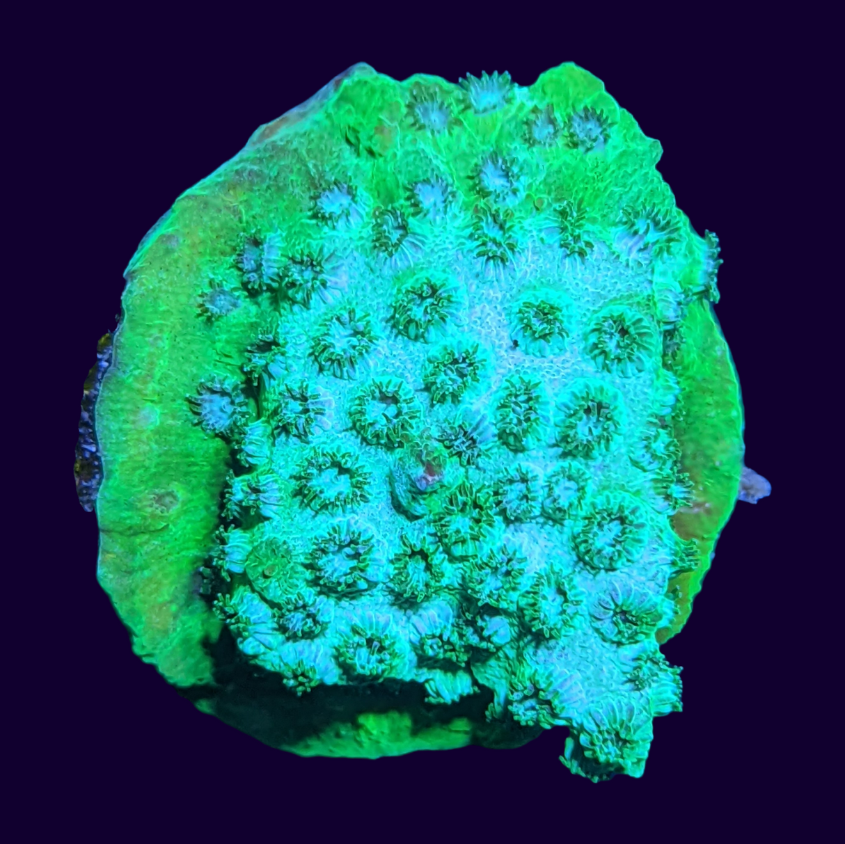 Bright Green Cyphastrea