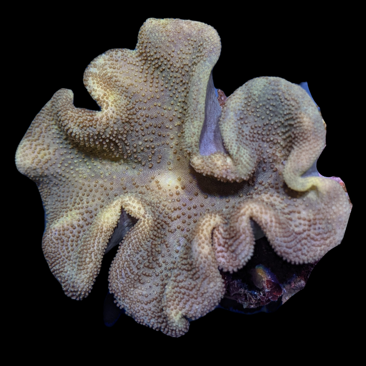 Lobophytum Colony
