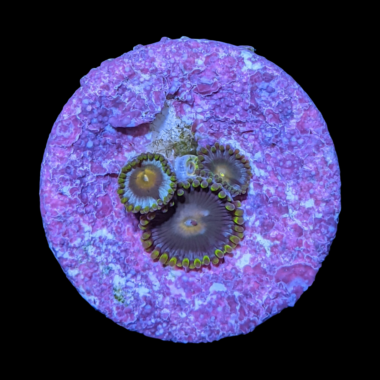 John Deere Zoa Frag