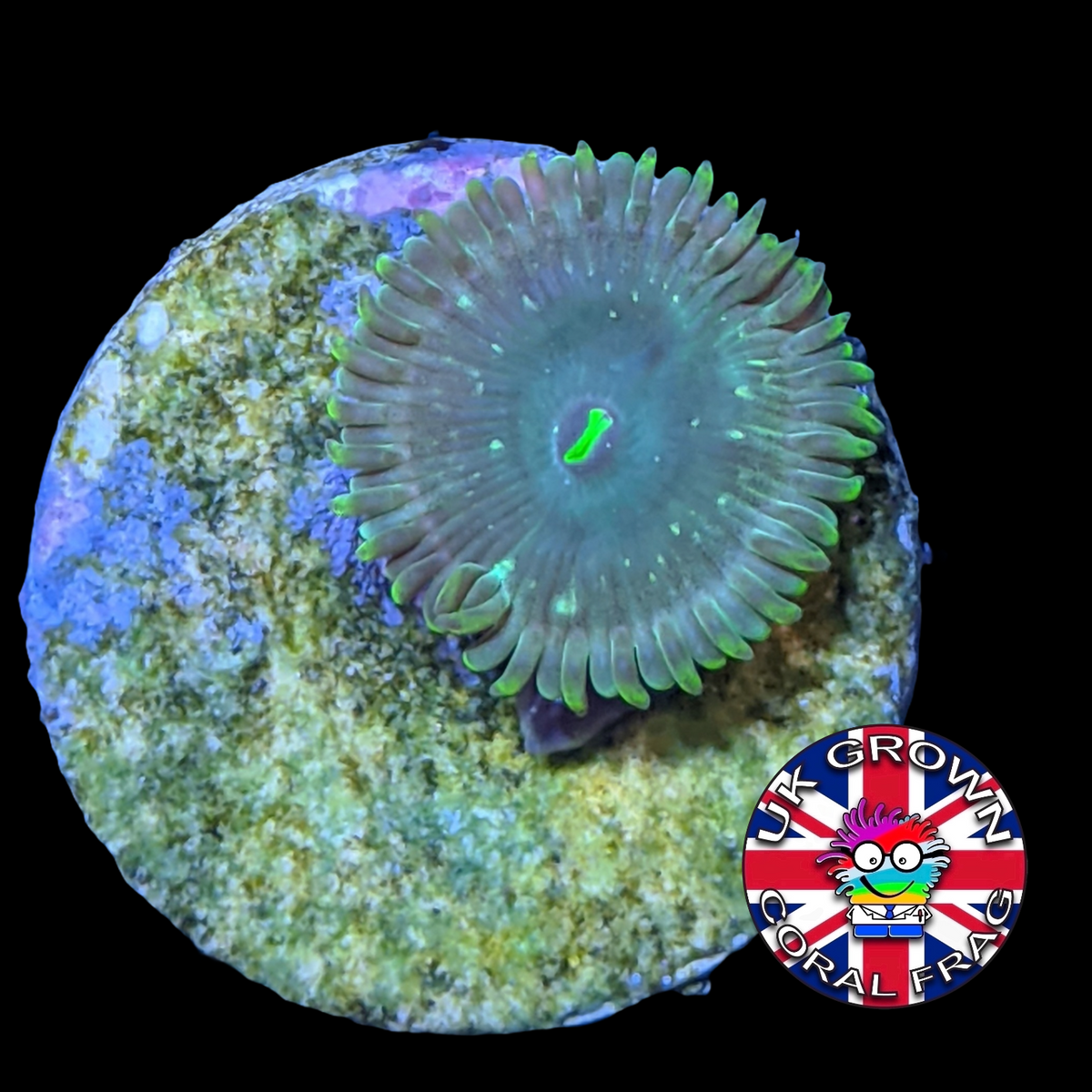 Hawaiian People Eater Zoa Frag (UK Grown)