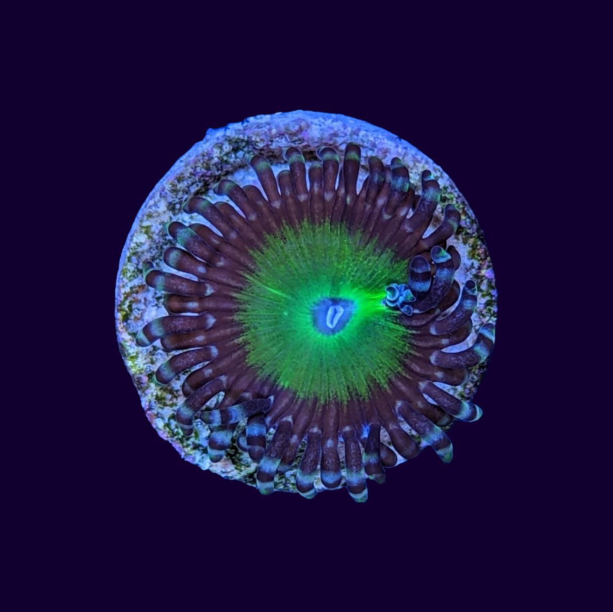 Candy Apple Zoa Frag