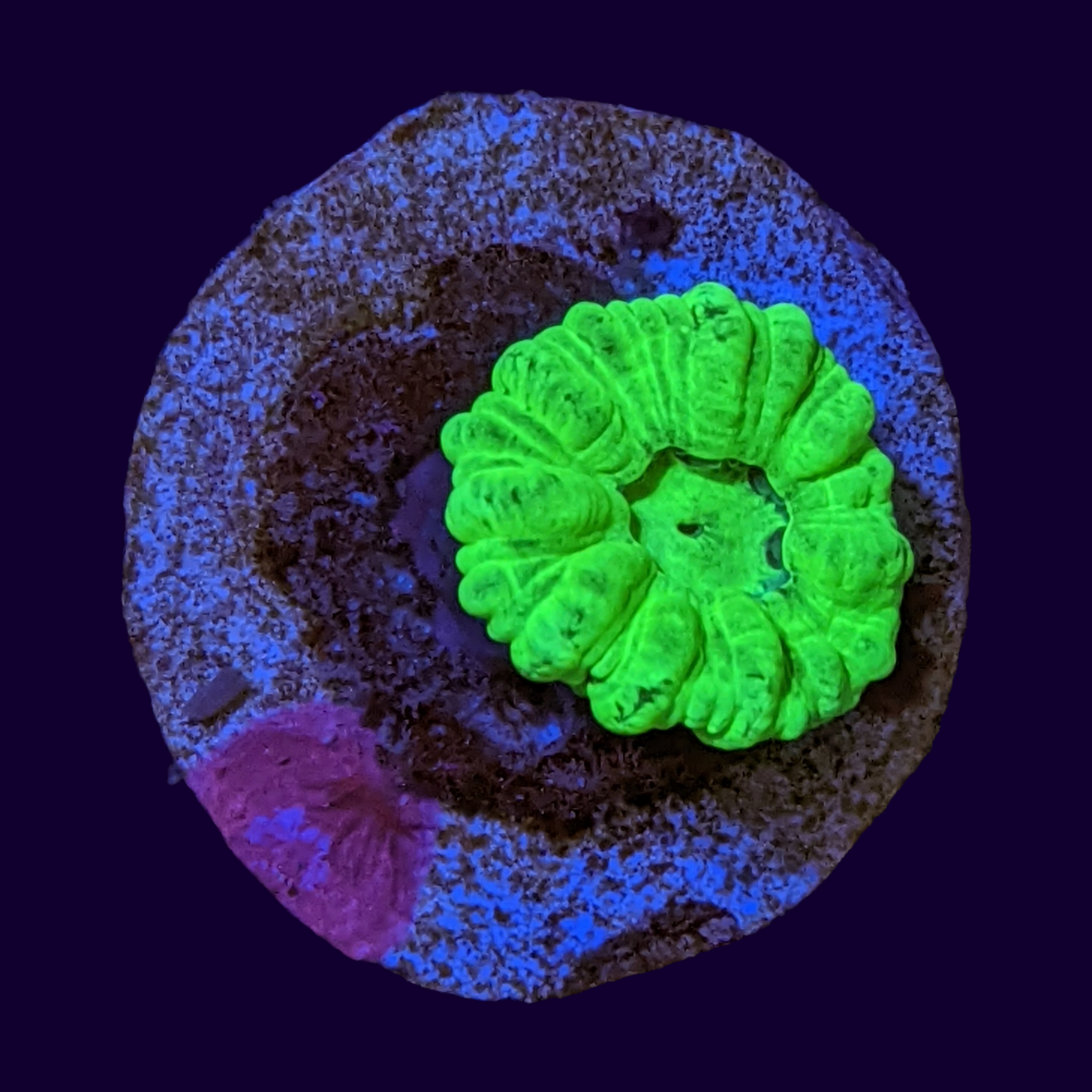 Neon Green Candy Cane