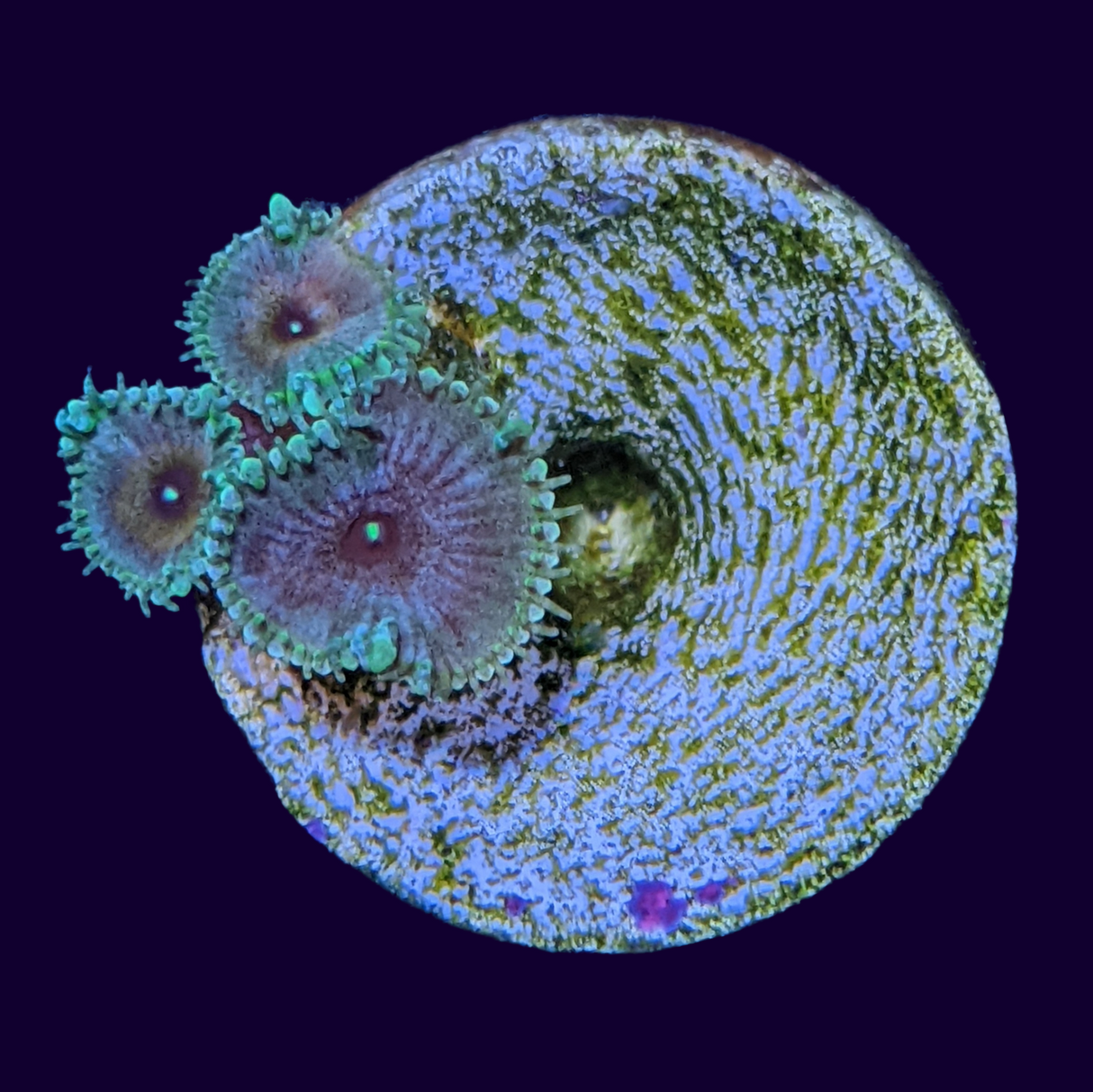Captain America Zoa