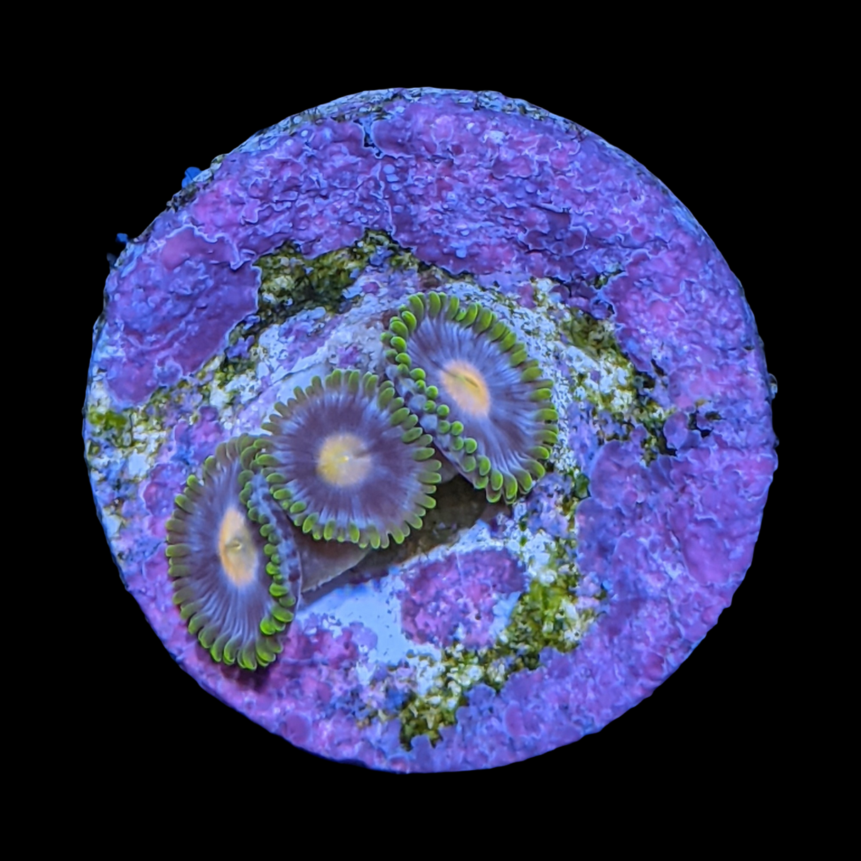 John Deere Zoa Frag