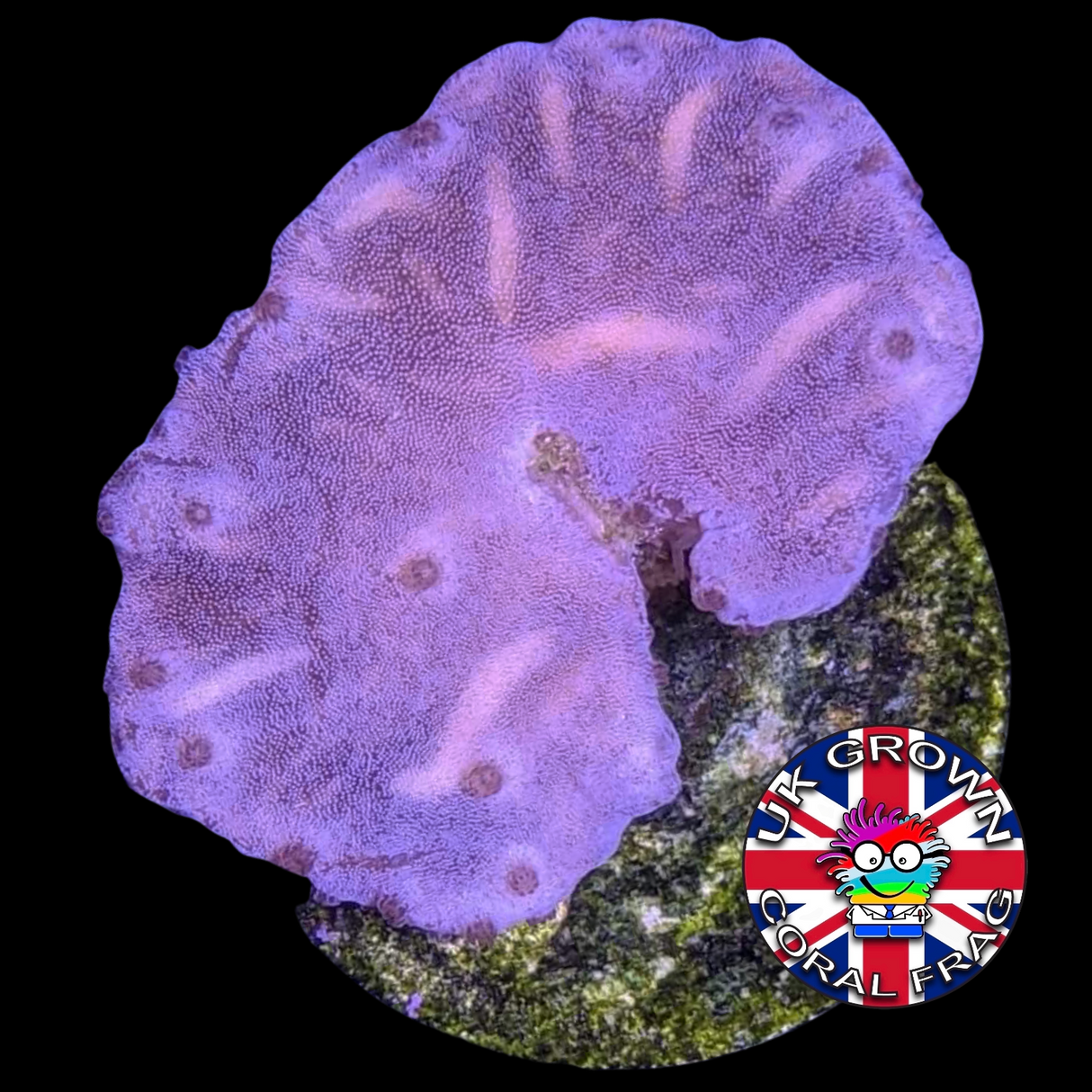 Sinularia Dura (UK Grown)