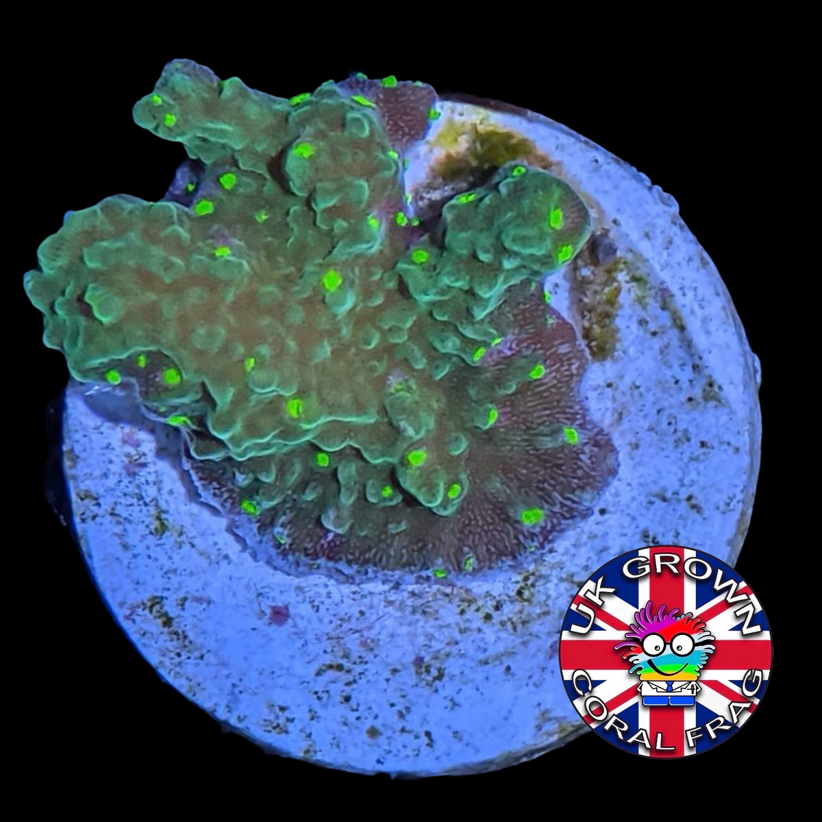 Hirsuta Montipora (UK Grown)