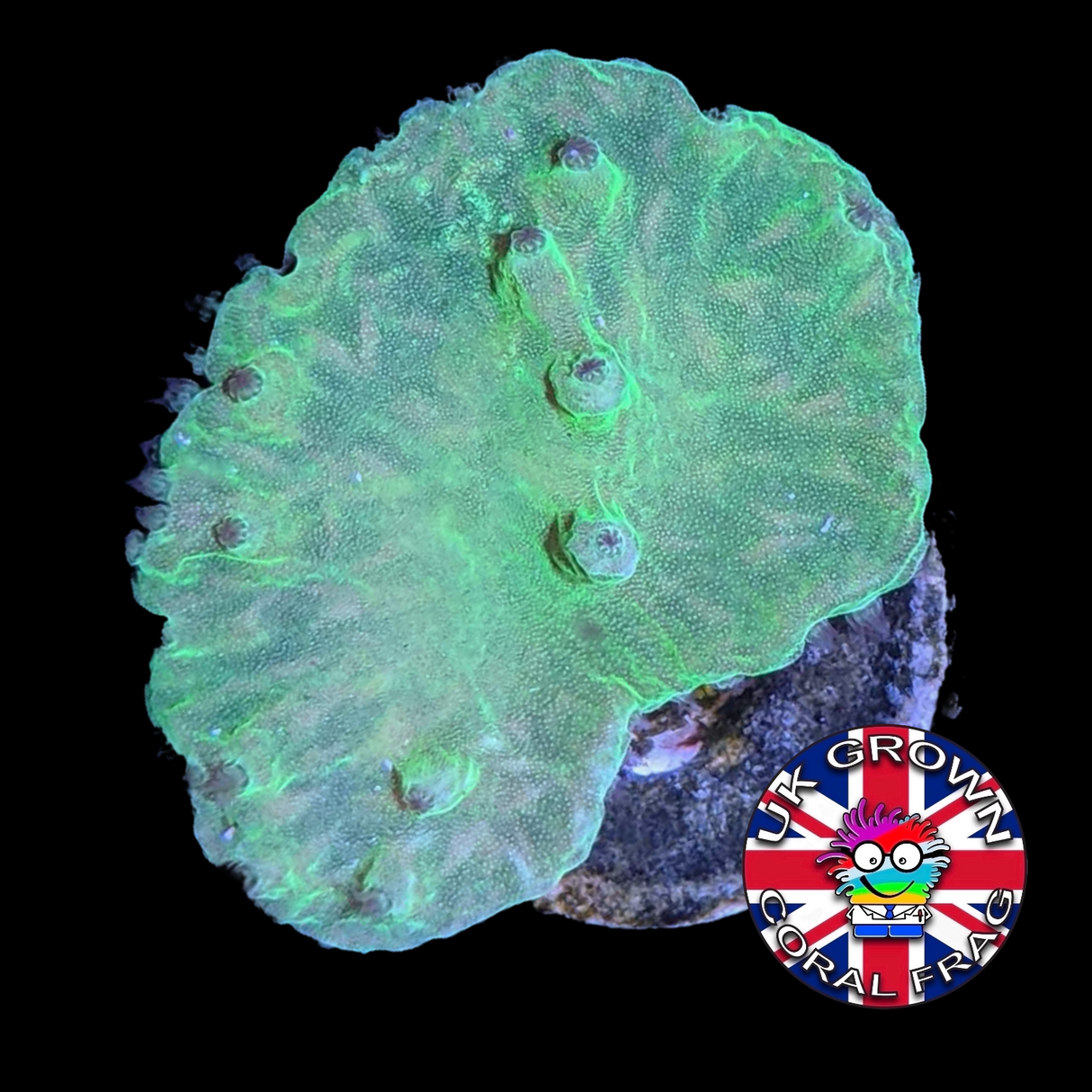 Green Sinularia Dura (UK Grown)