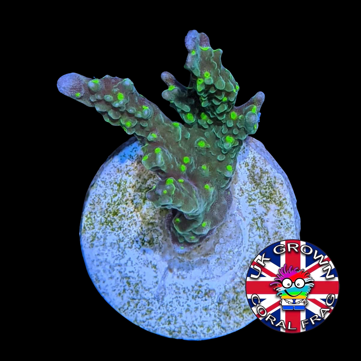 Hirsuta Montipora (UK Grown)
