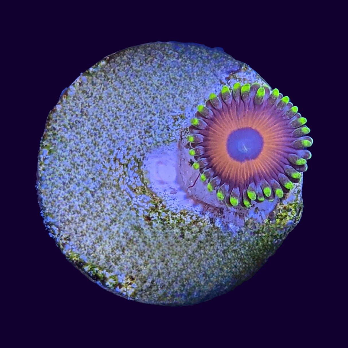 Eagle Eyes Zoas Frag