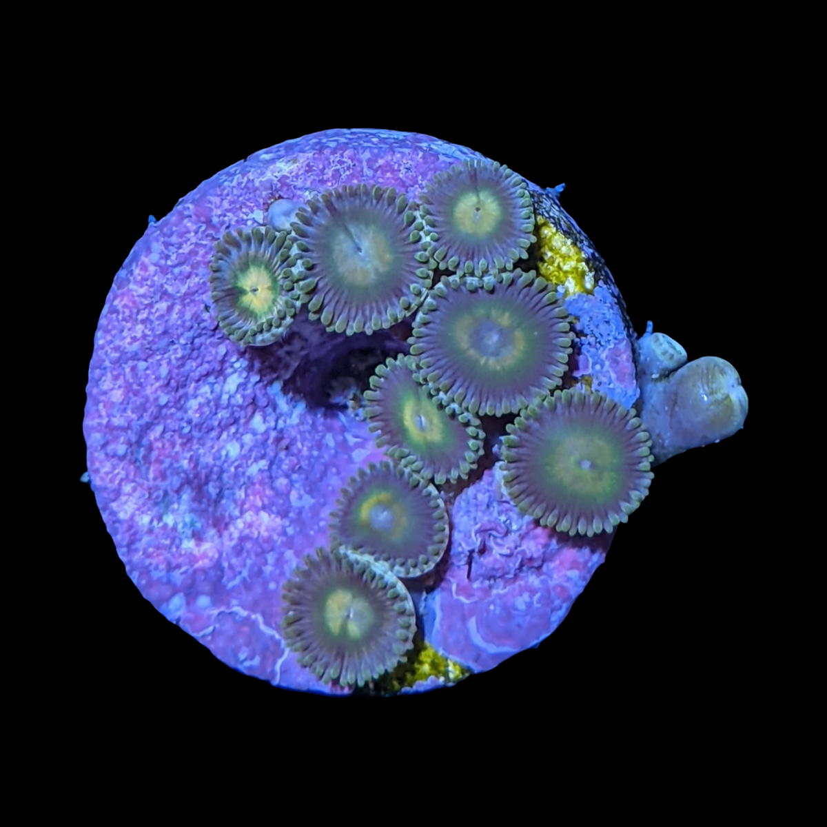 John Deere Zoa Frag